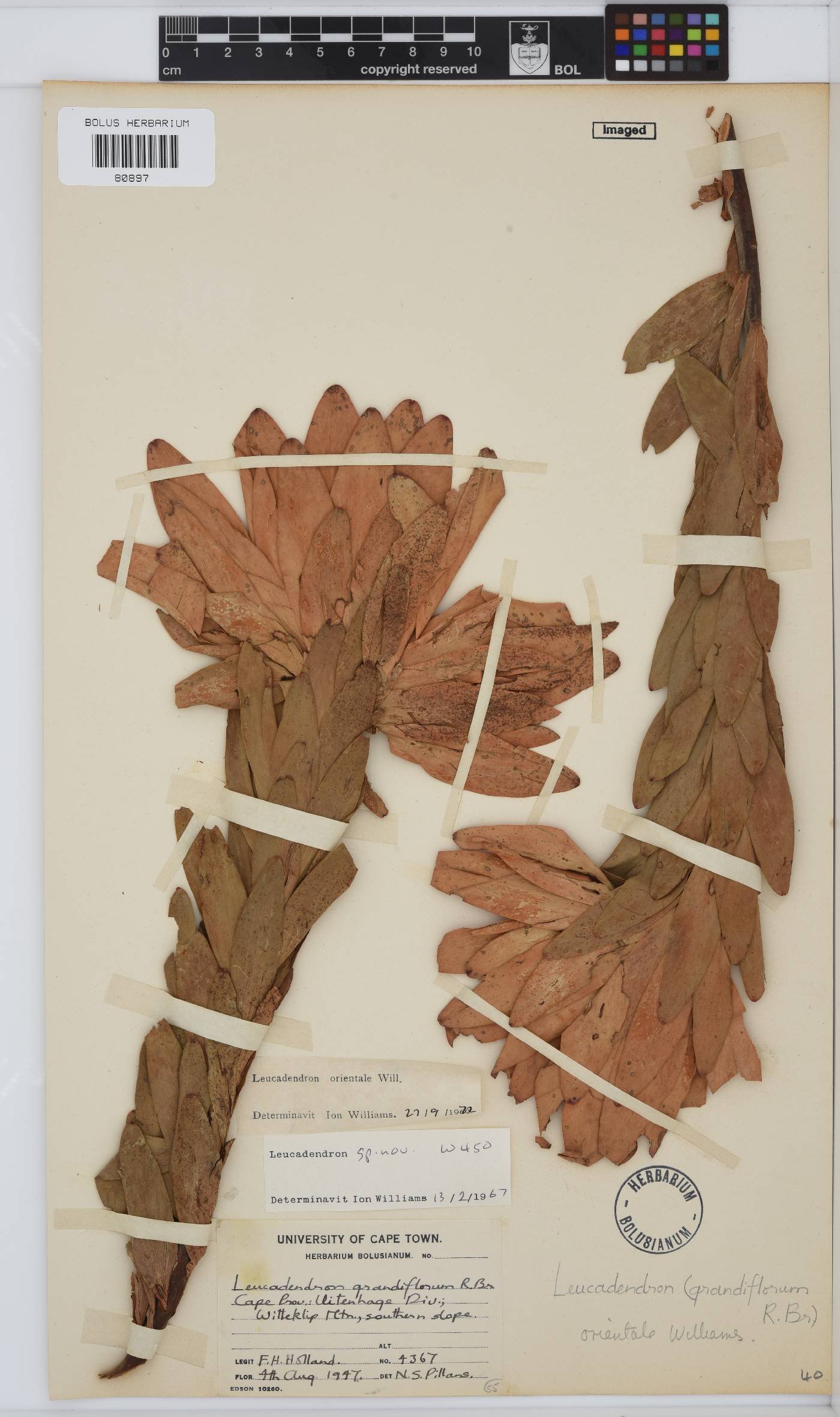 Leucadendron orientale image