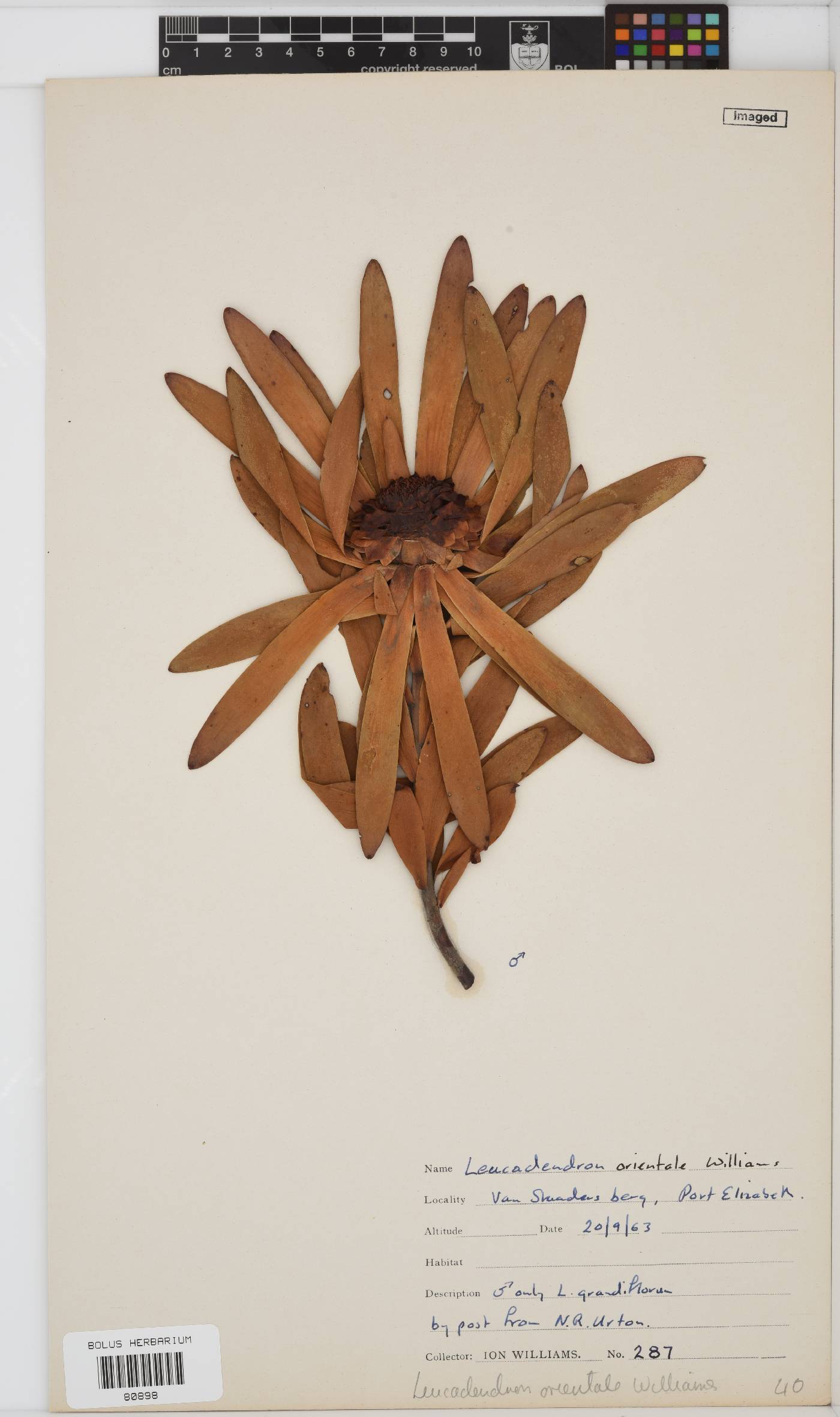 Leucadendron orientale image