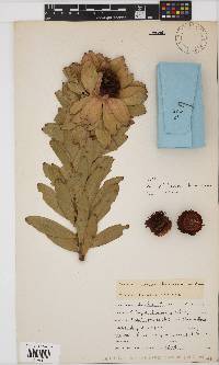 Leucadendron pubibracteolatum image