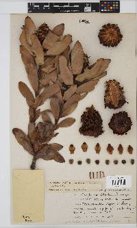 Leucadendron pubibracteolatum image