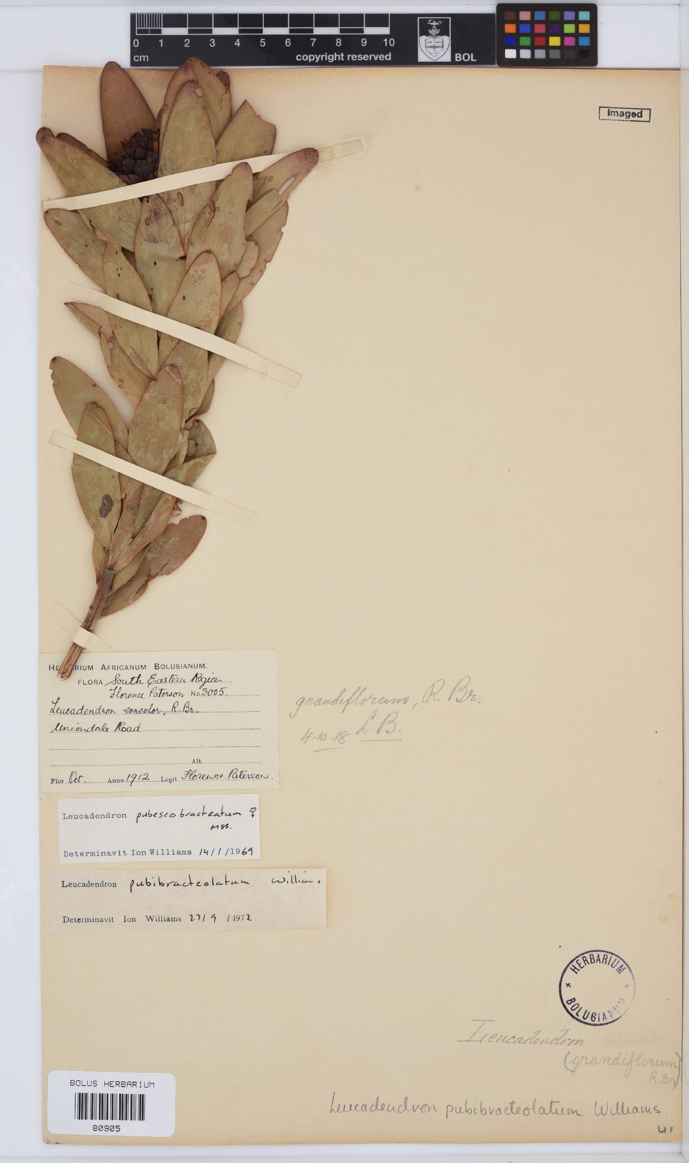 Leucadendron pubibracteolatum image