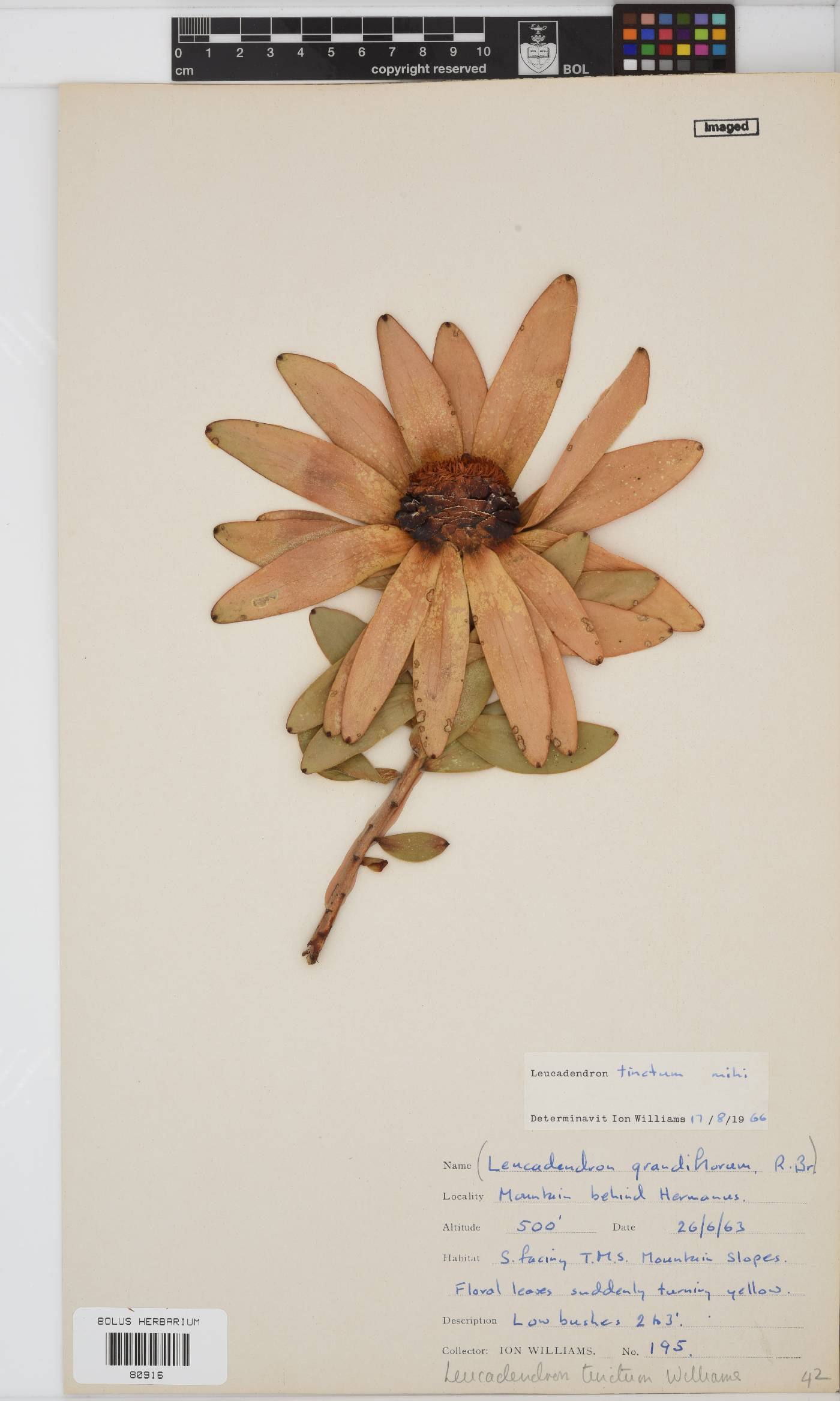 Leucadendron tinctum image