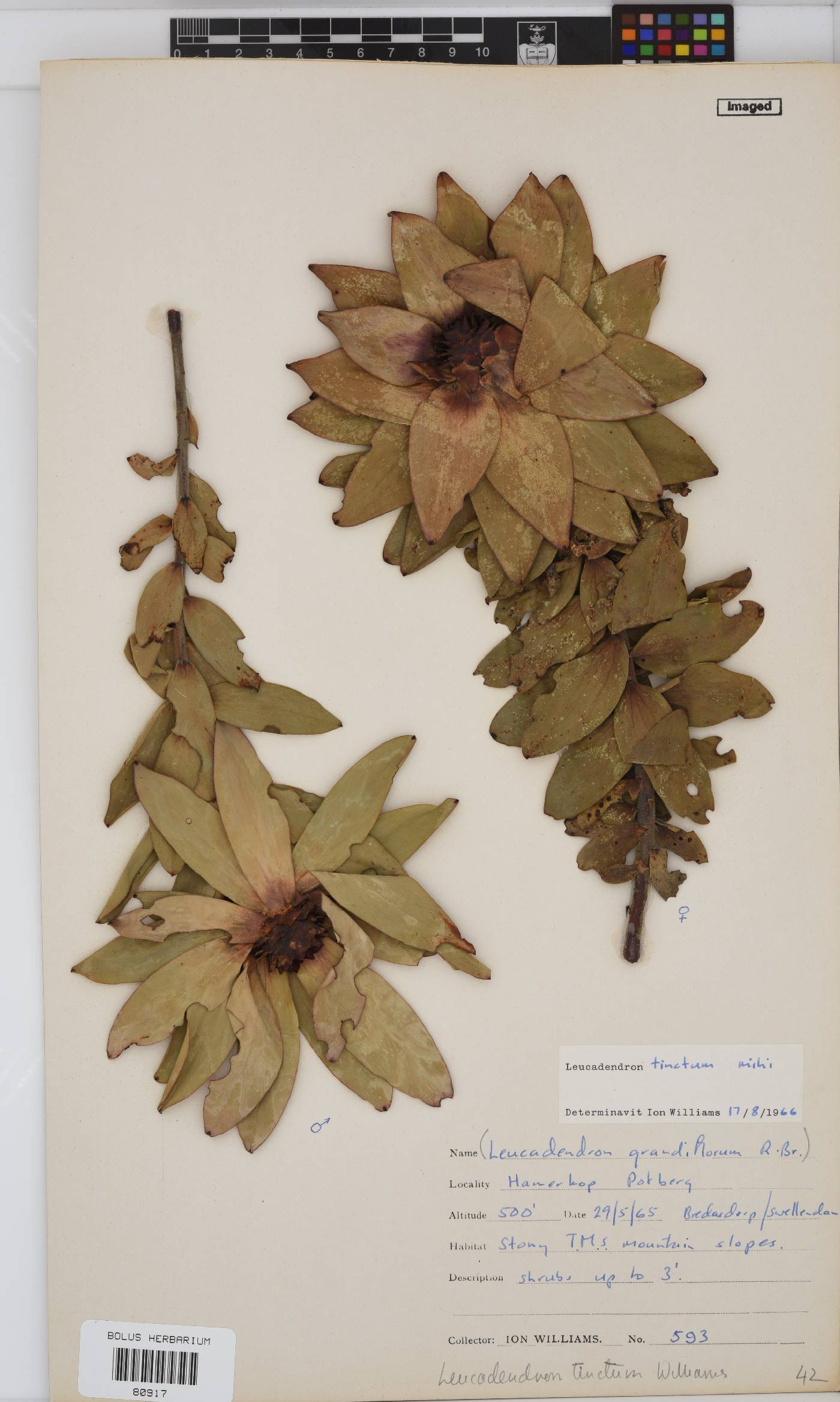 Leucadendron tinctum image