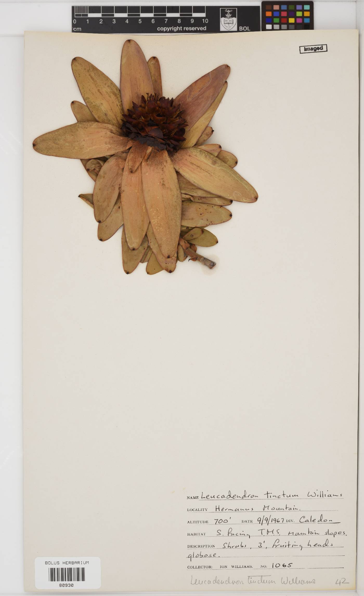 Leucadendron tinctum image