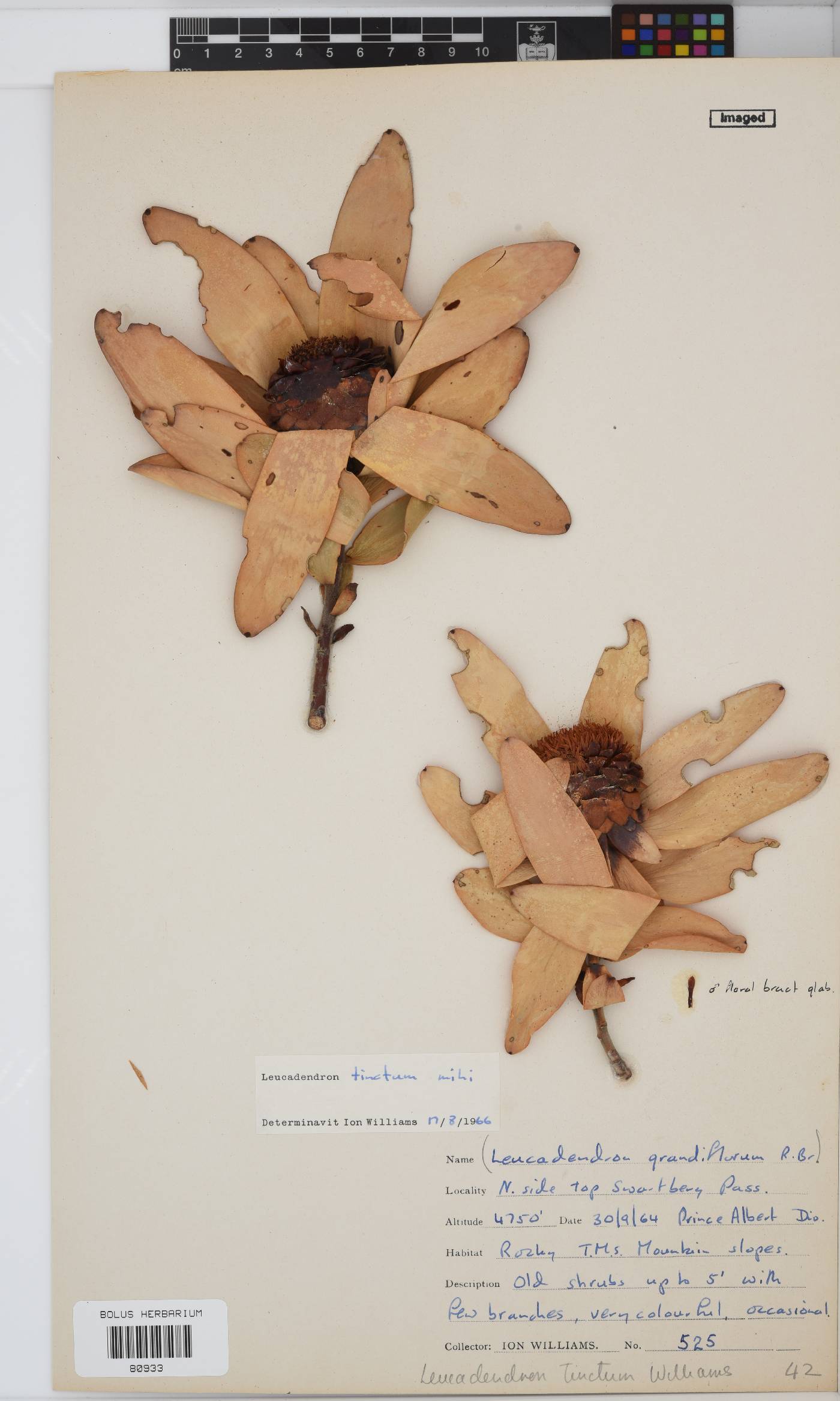 Leucadendron tinctum image