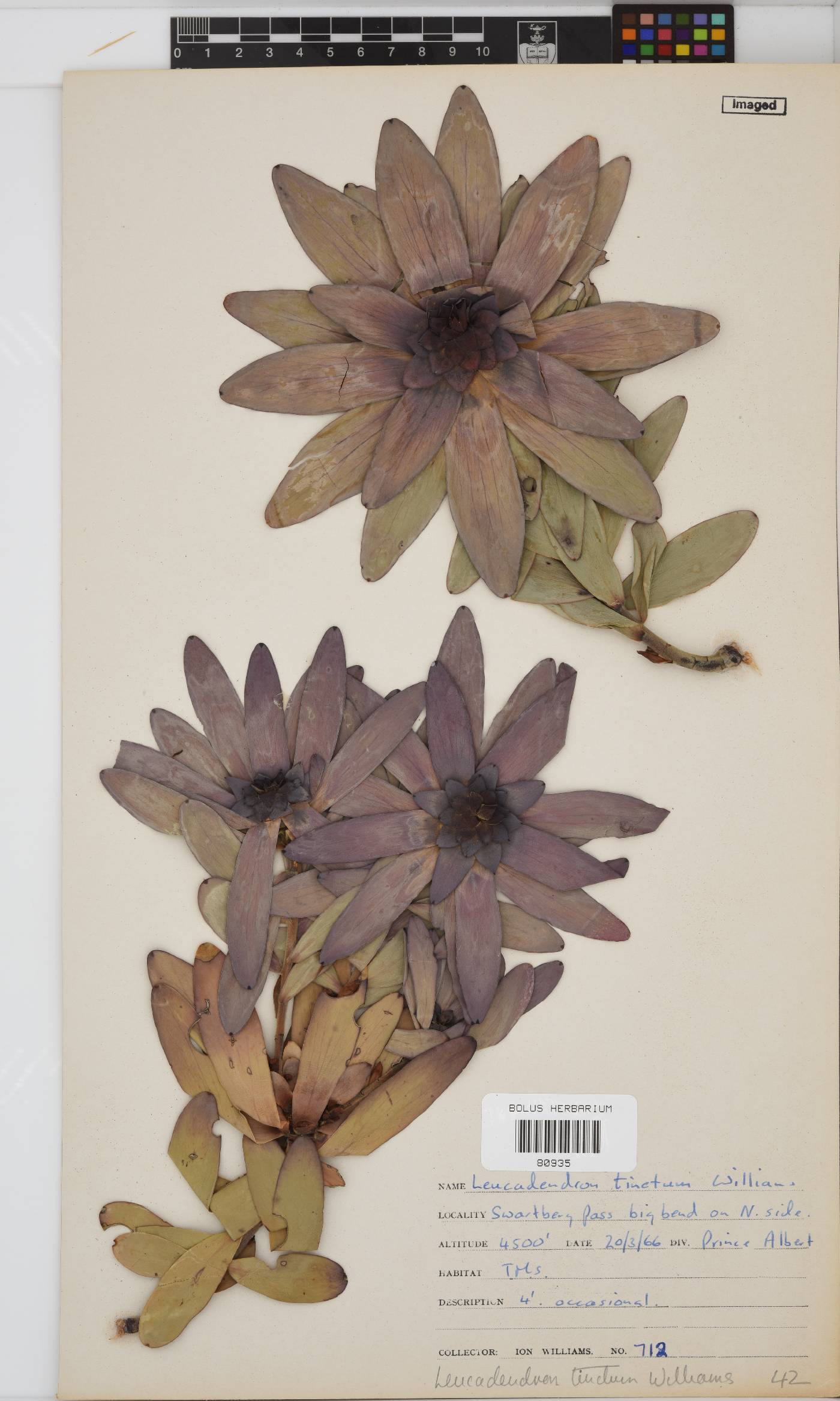 Leucadendron tinctum image