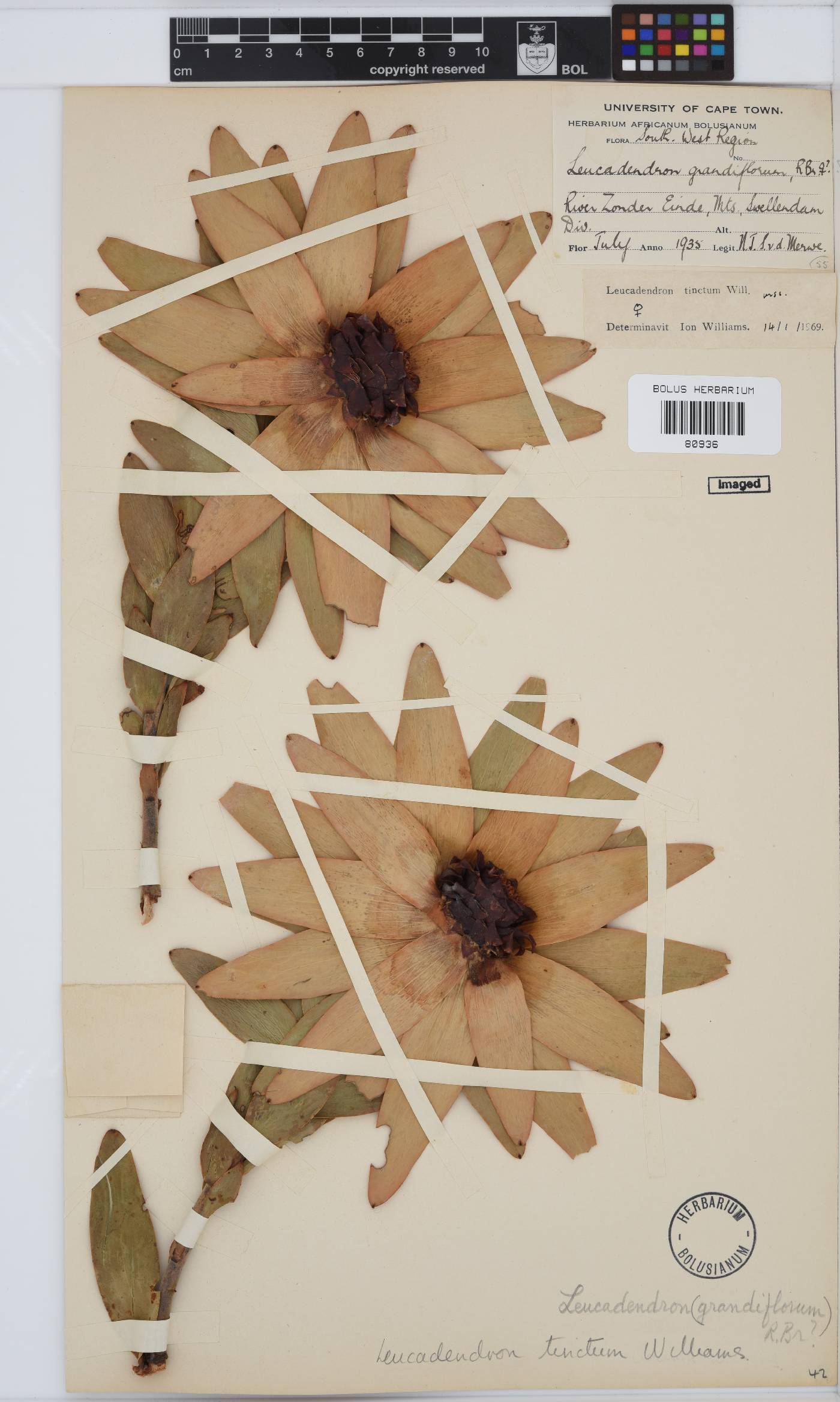 Leucadendron tinctum image