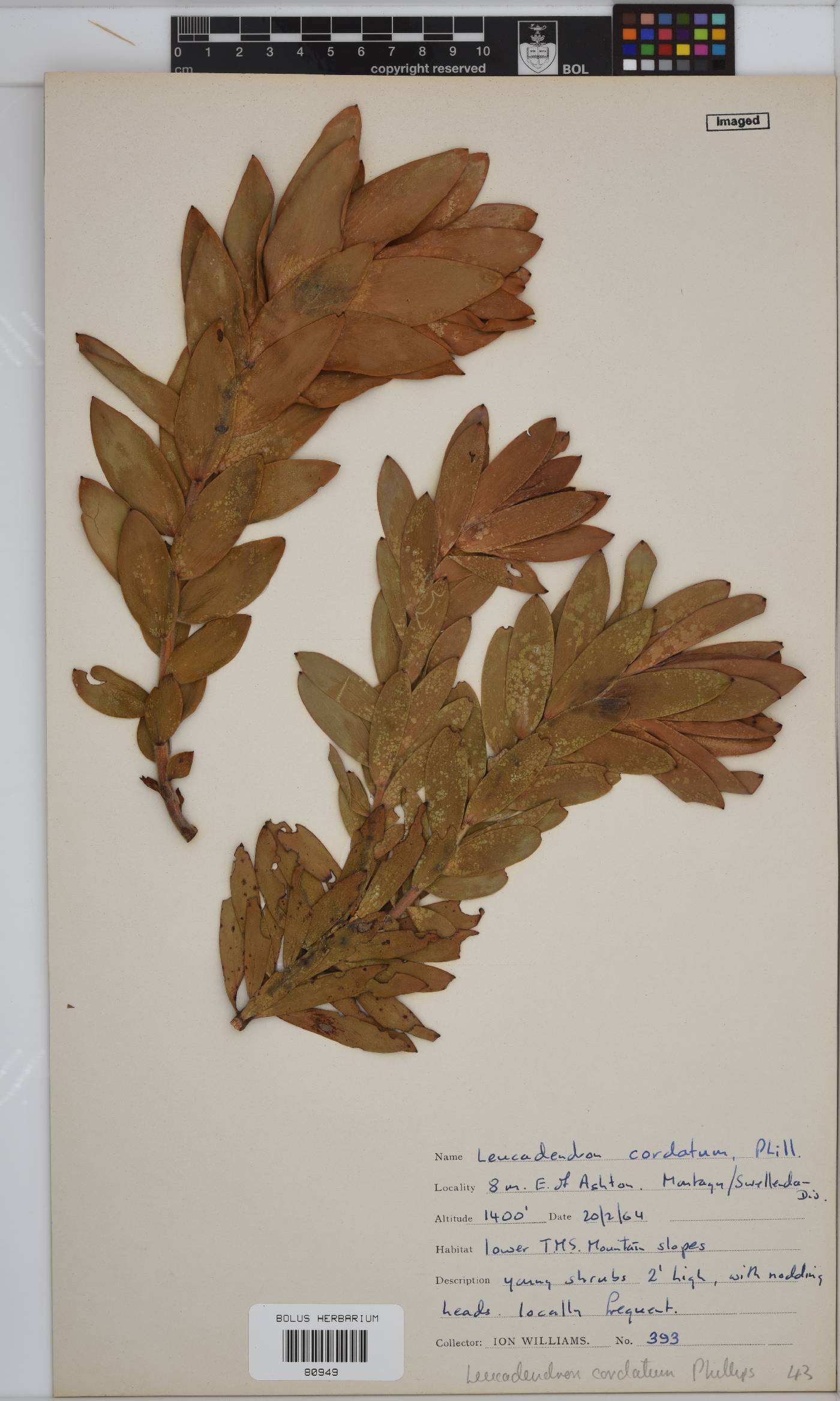 Leucadendron cordatum image