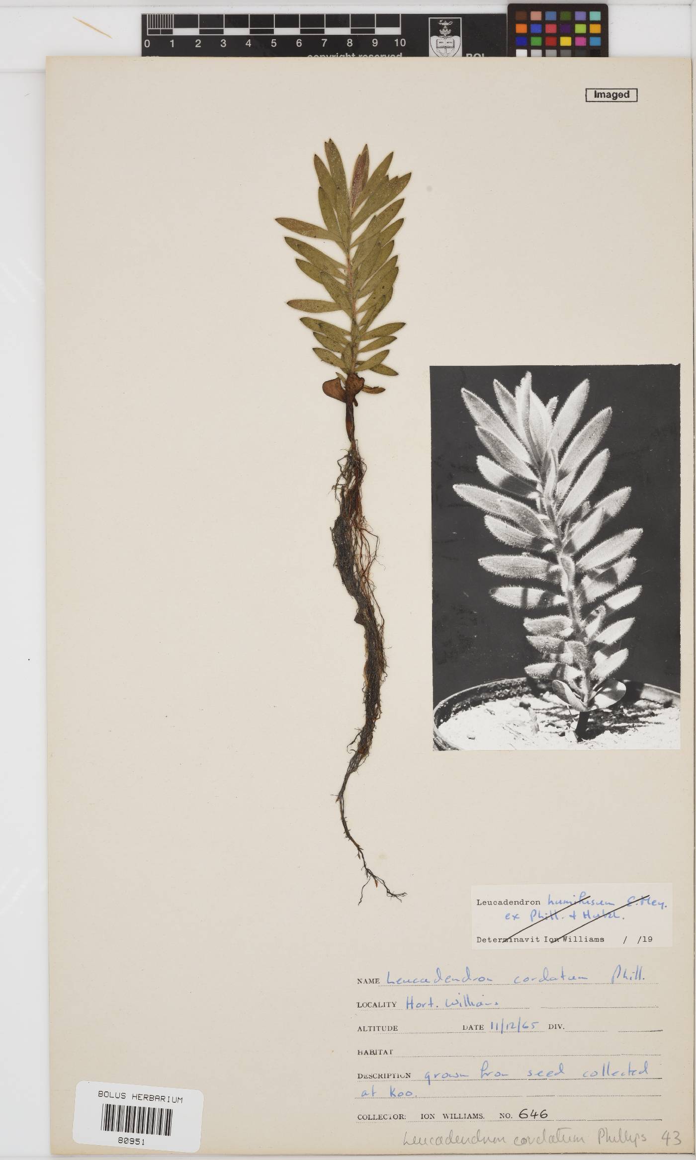 Leucadendron cordatum image