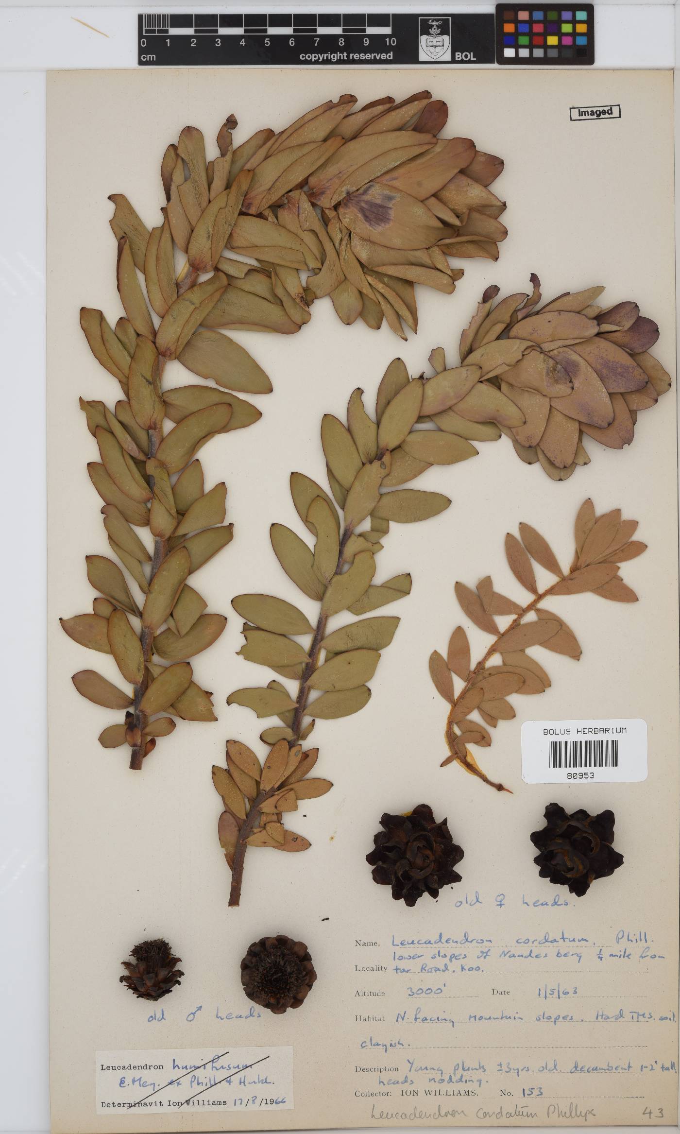 Leucadendron cordatum image