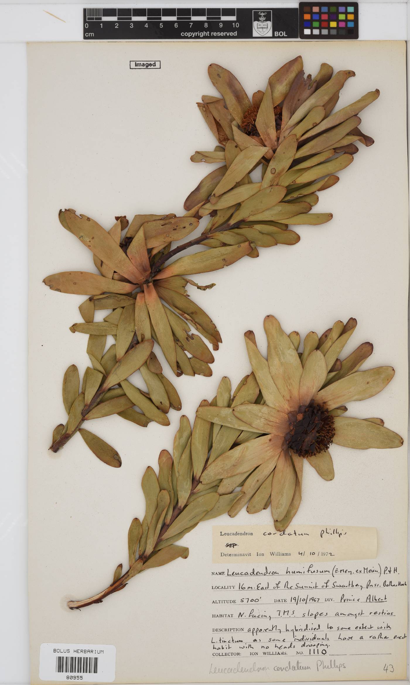 Leucadendron cordatum image