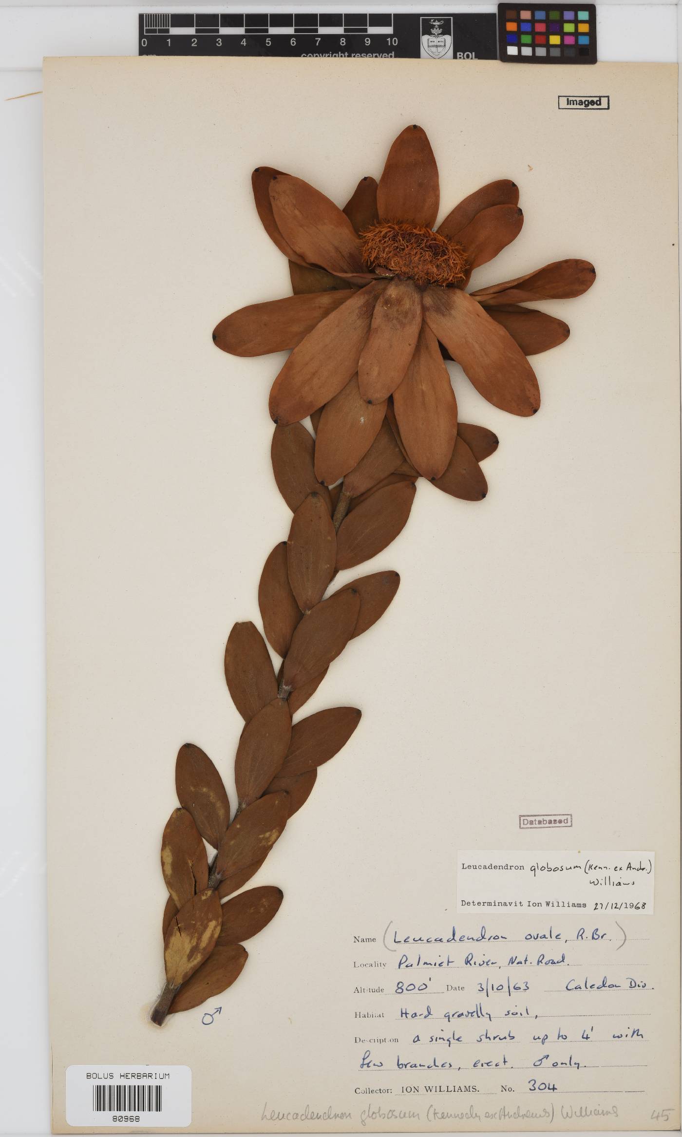 Leucadendron globosum image
