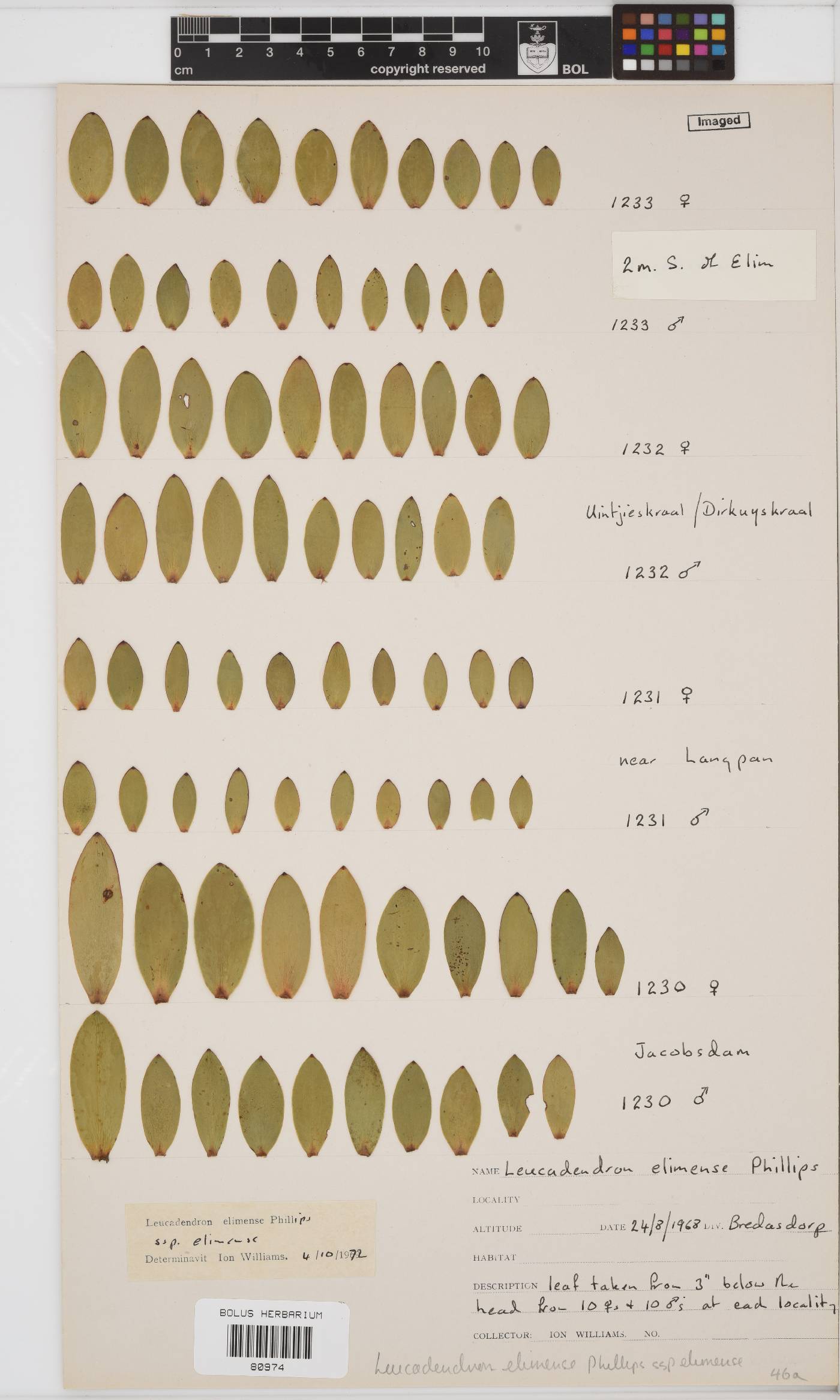 Leucadendron elimense subsp. elimense image