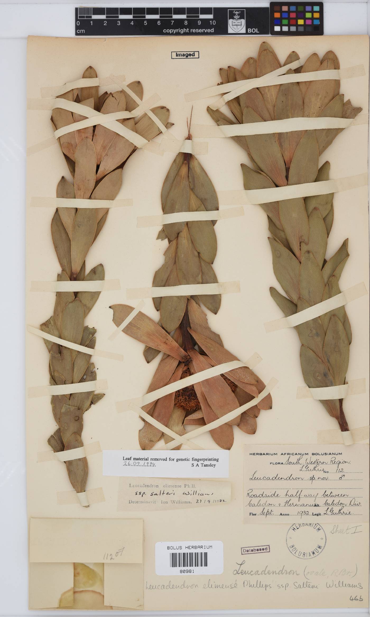 Leucadendron elimense subsp. salteri image