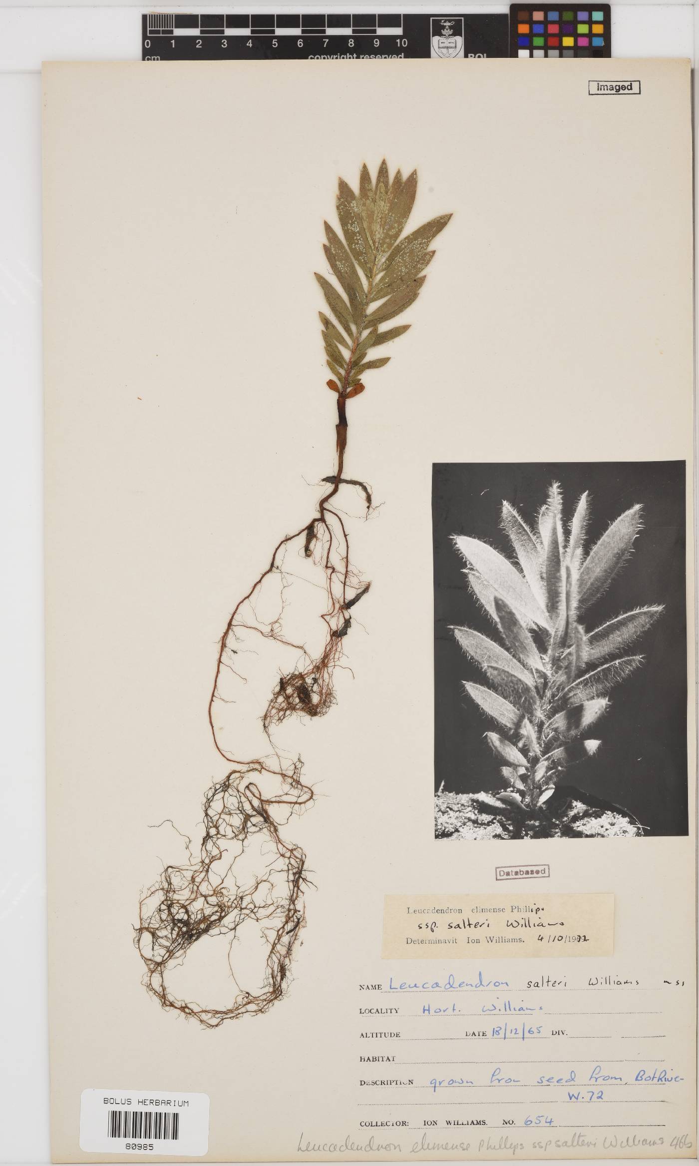 Leucadendron elimense subsp. salteri image