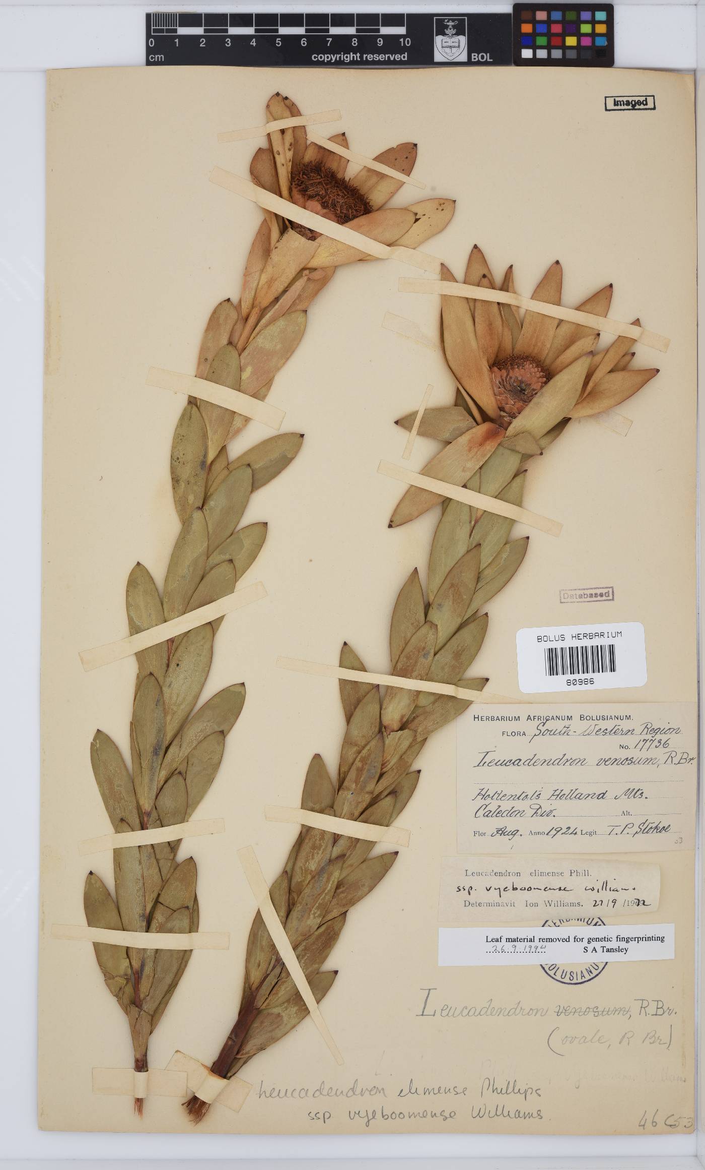 Leucadendron elimense image