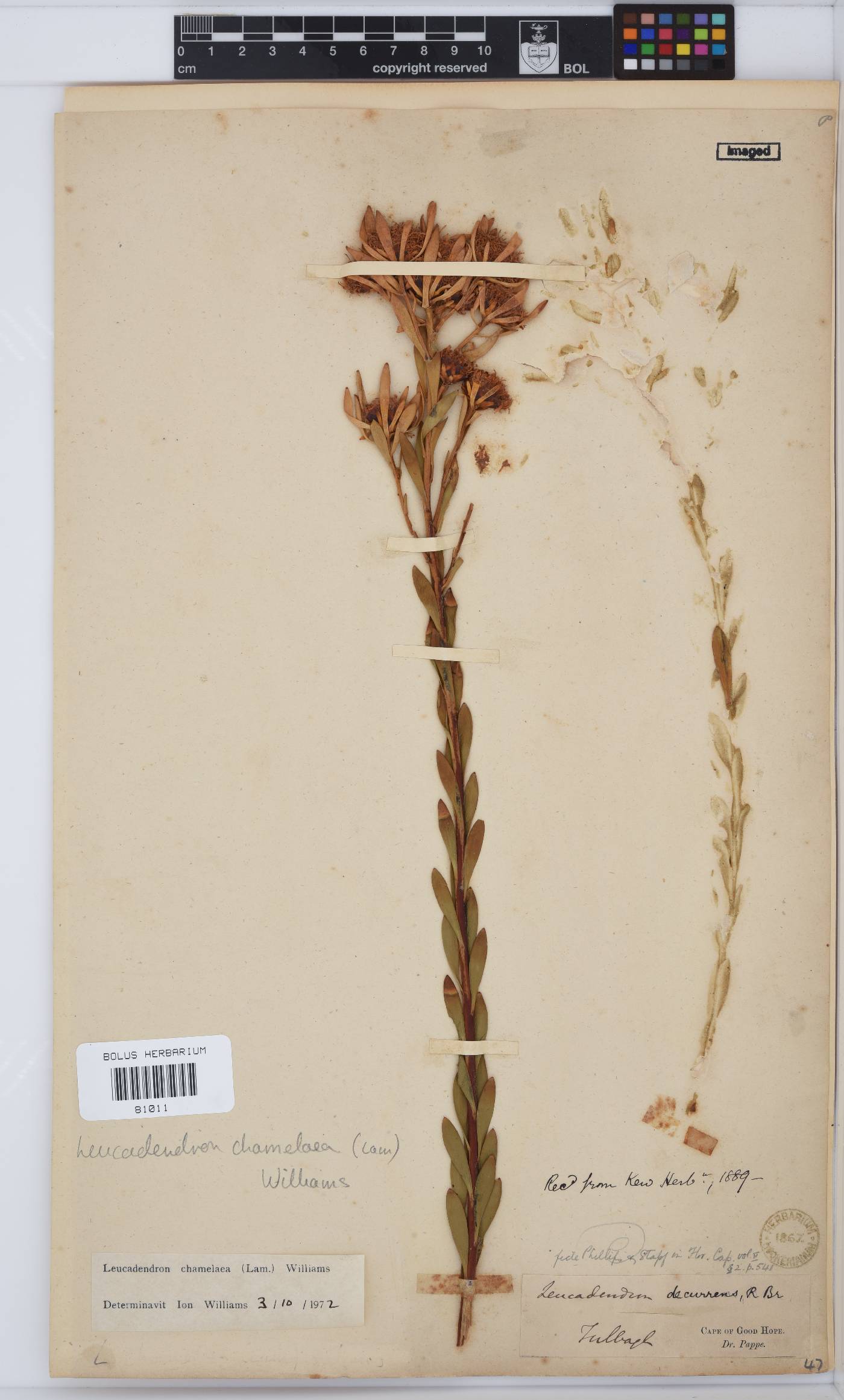 Leucadendron chamelaea image