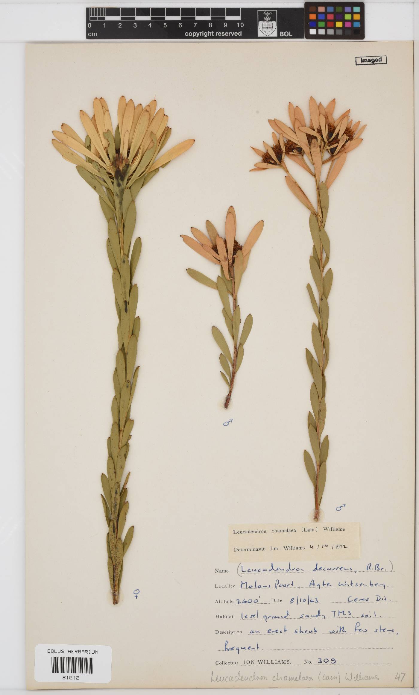 Leucadendron chamelaea image