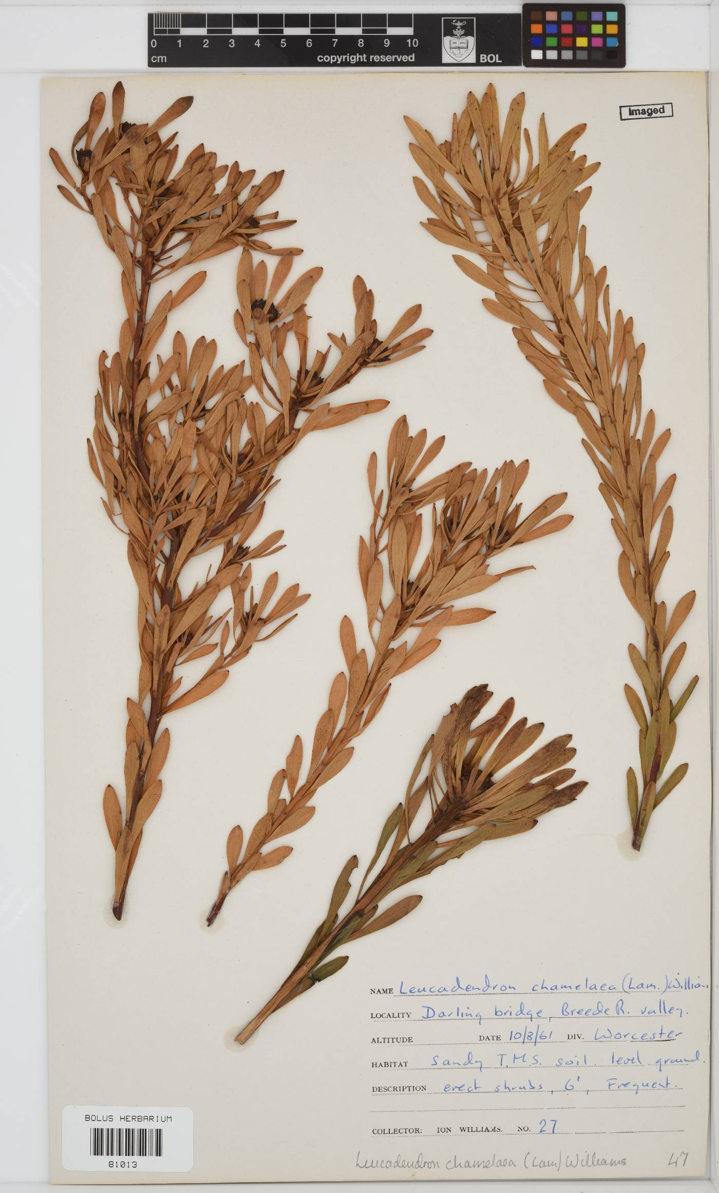 Leucadendron chamelaea image