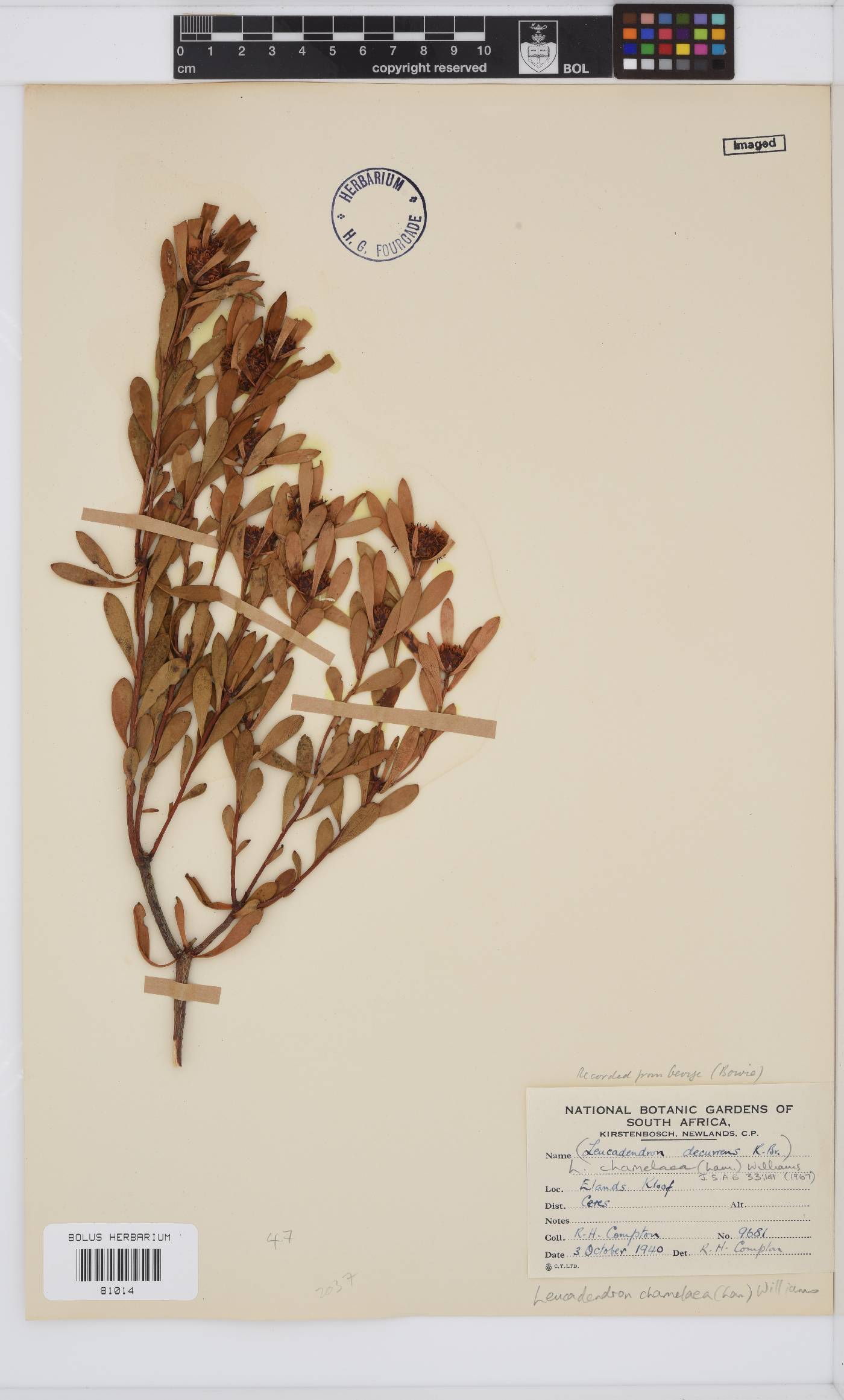 Leucadendron chamelaea image