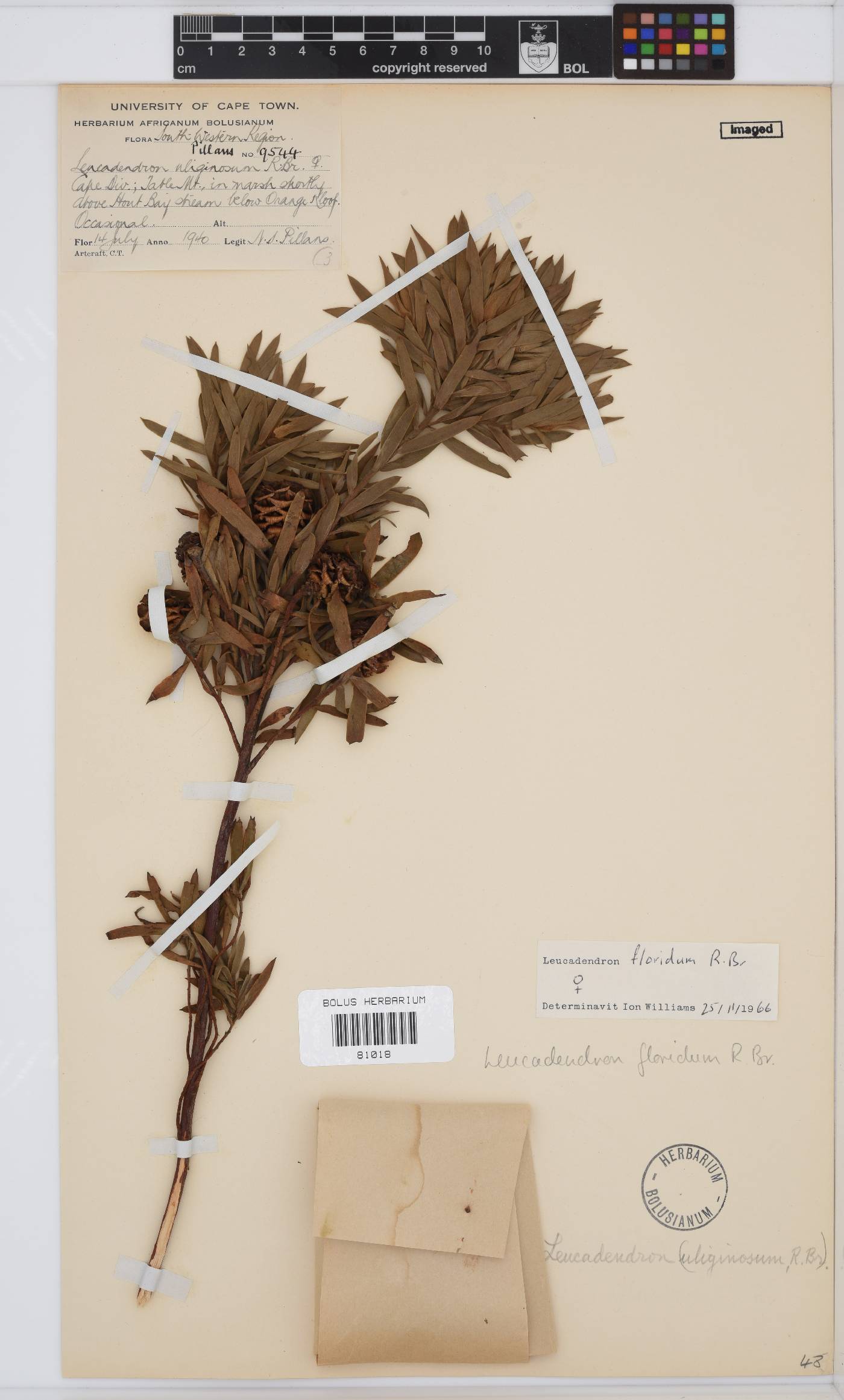 Leucadendron floridum image