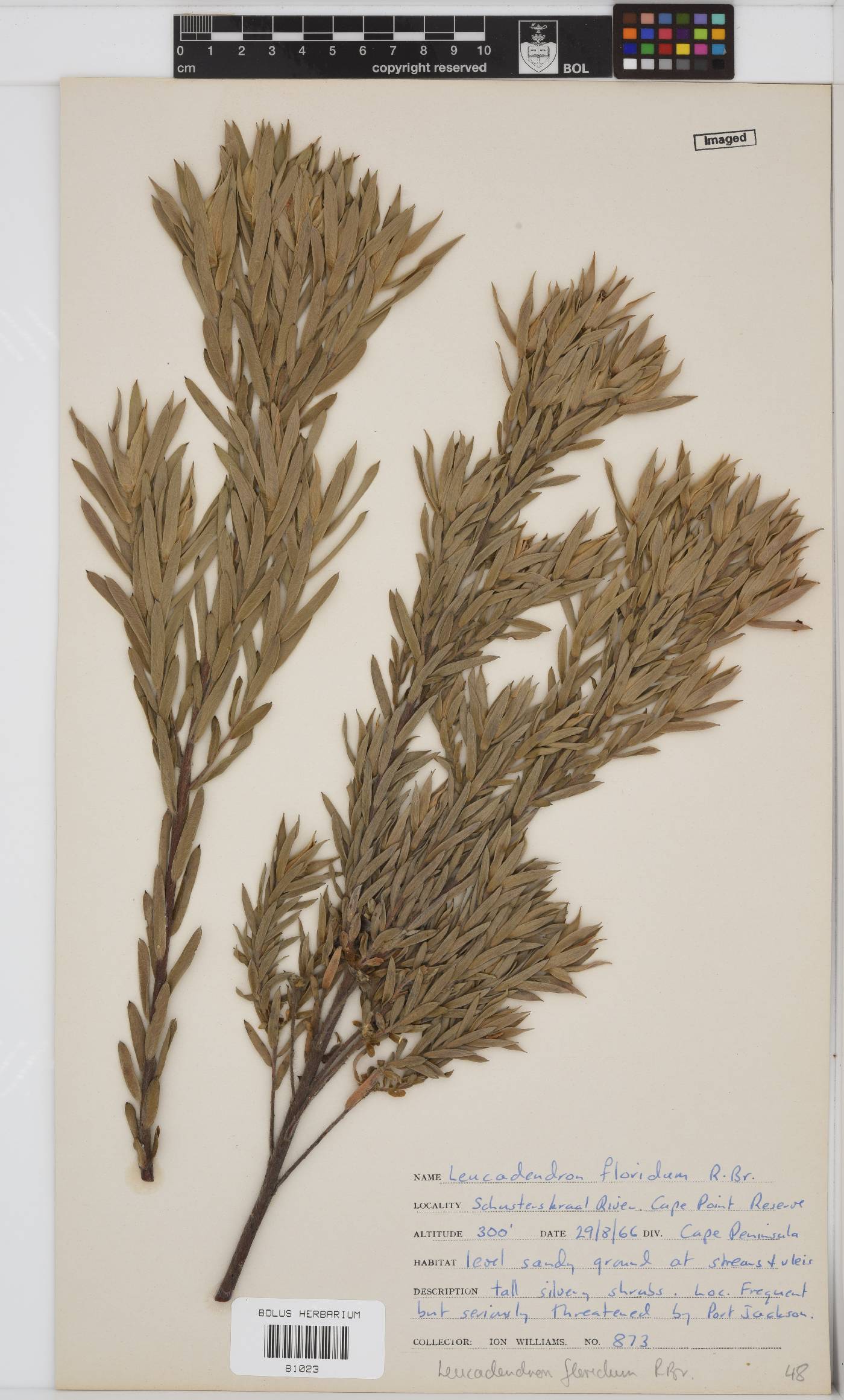 Leucadendron floridum image