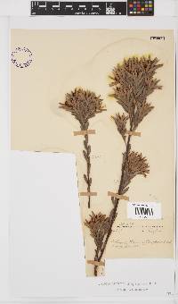Leucadendron uliginosum subsp. uliginosum image