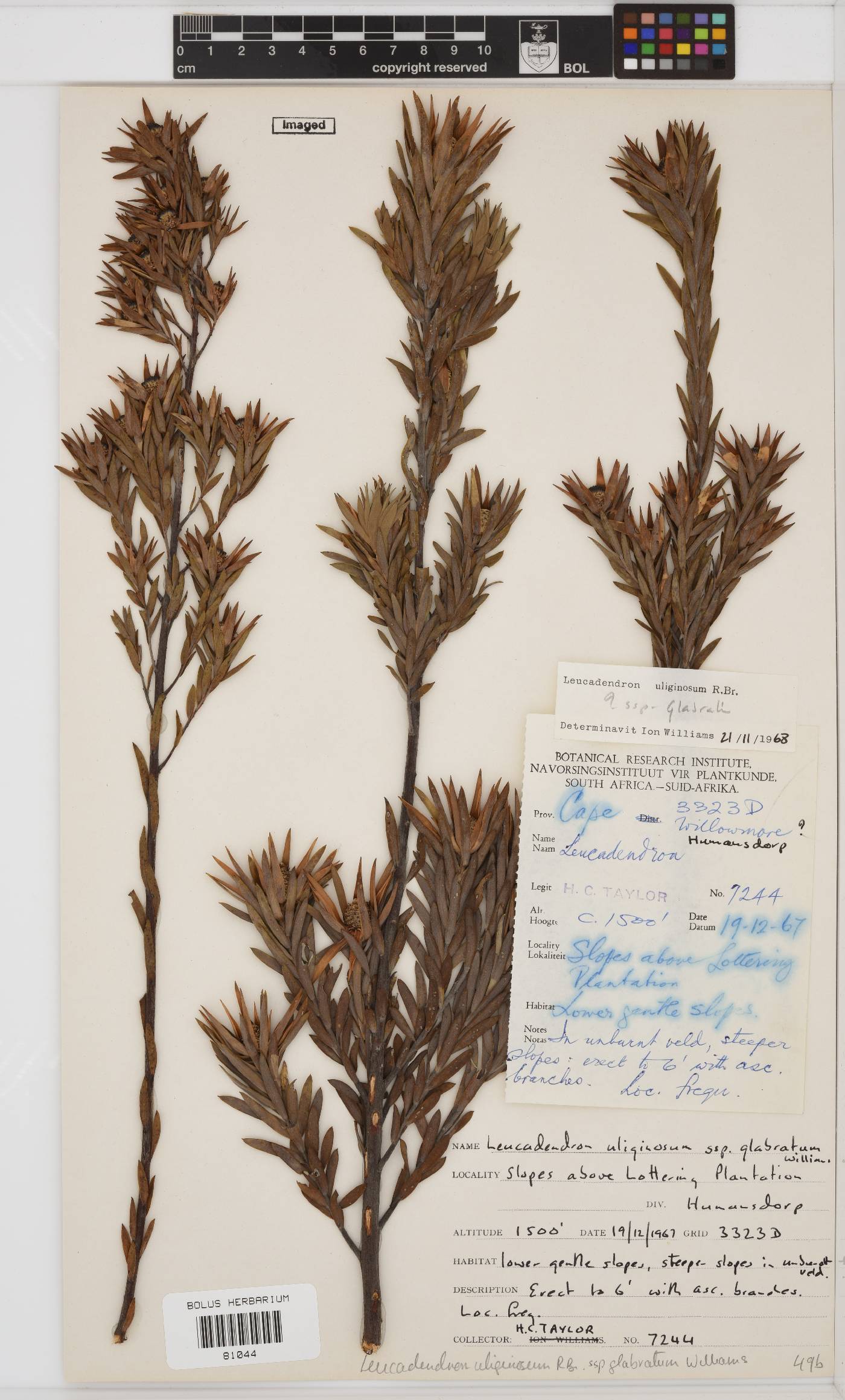 Leucadendron uliginosum subsp. glabratum image