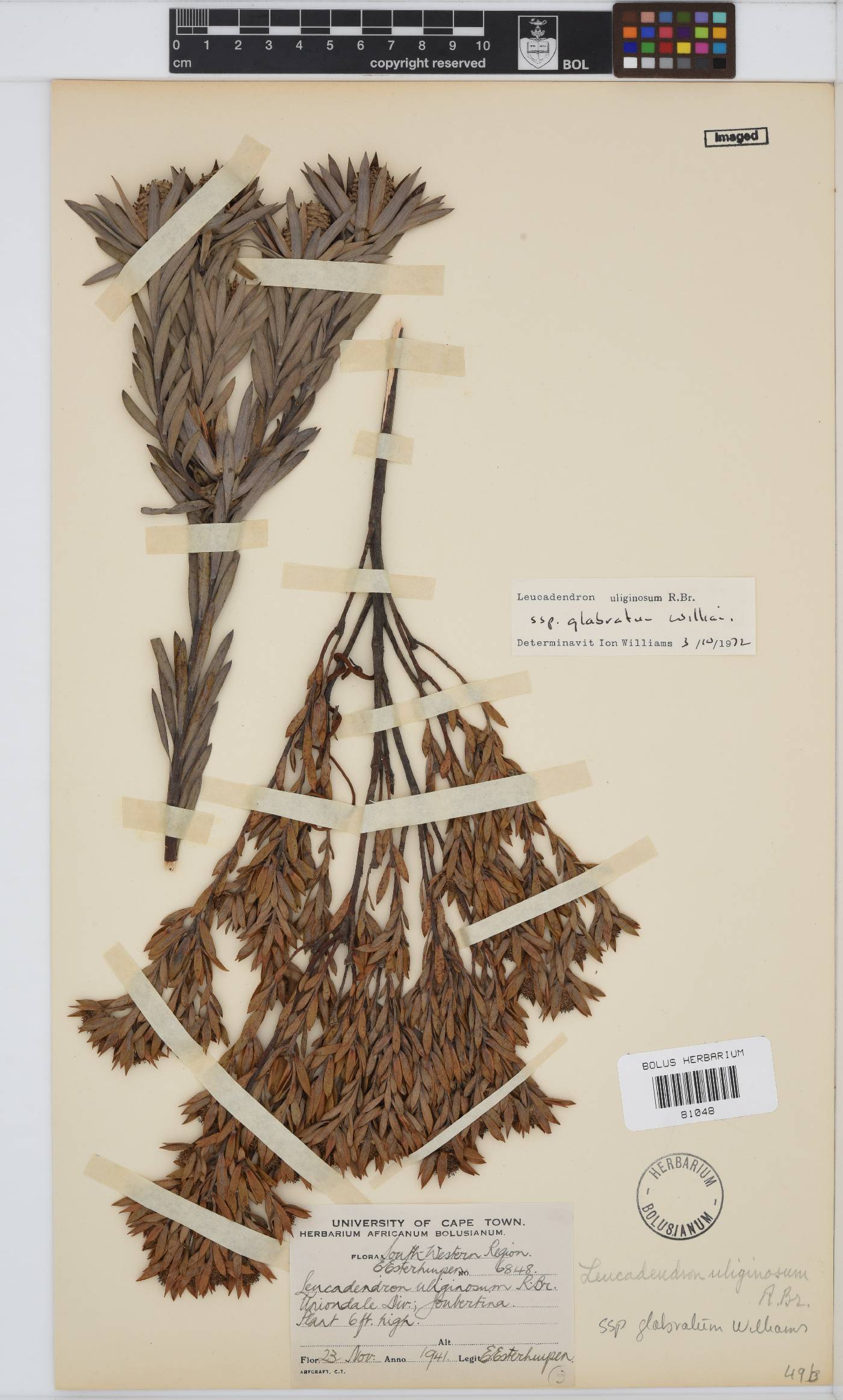 Leucadendron uliginosum subsp. glabratum image