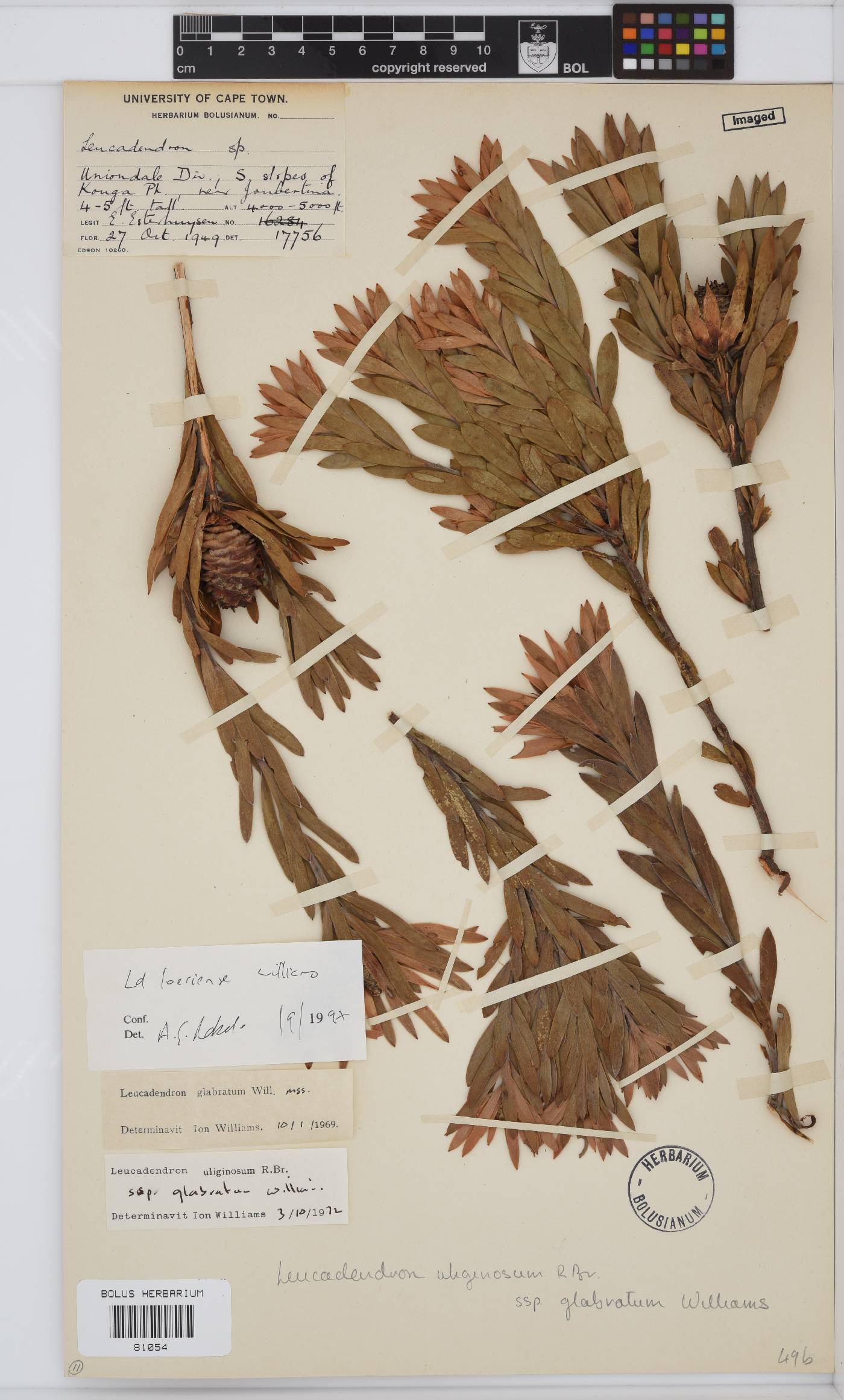 Leucadendron uliginosum subsp. glabratum image