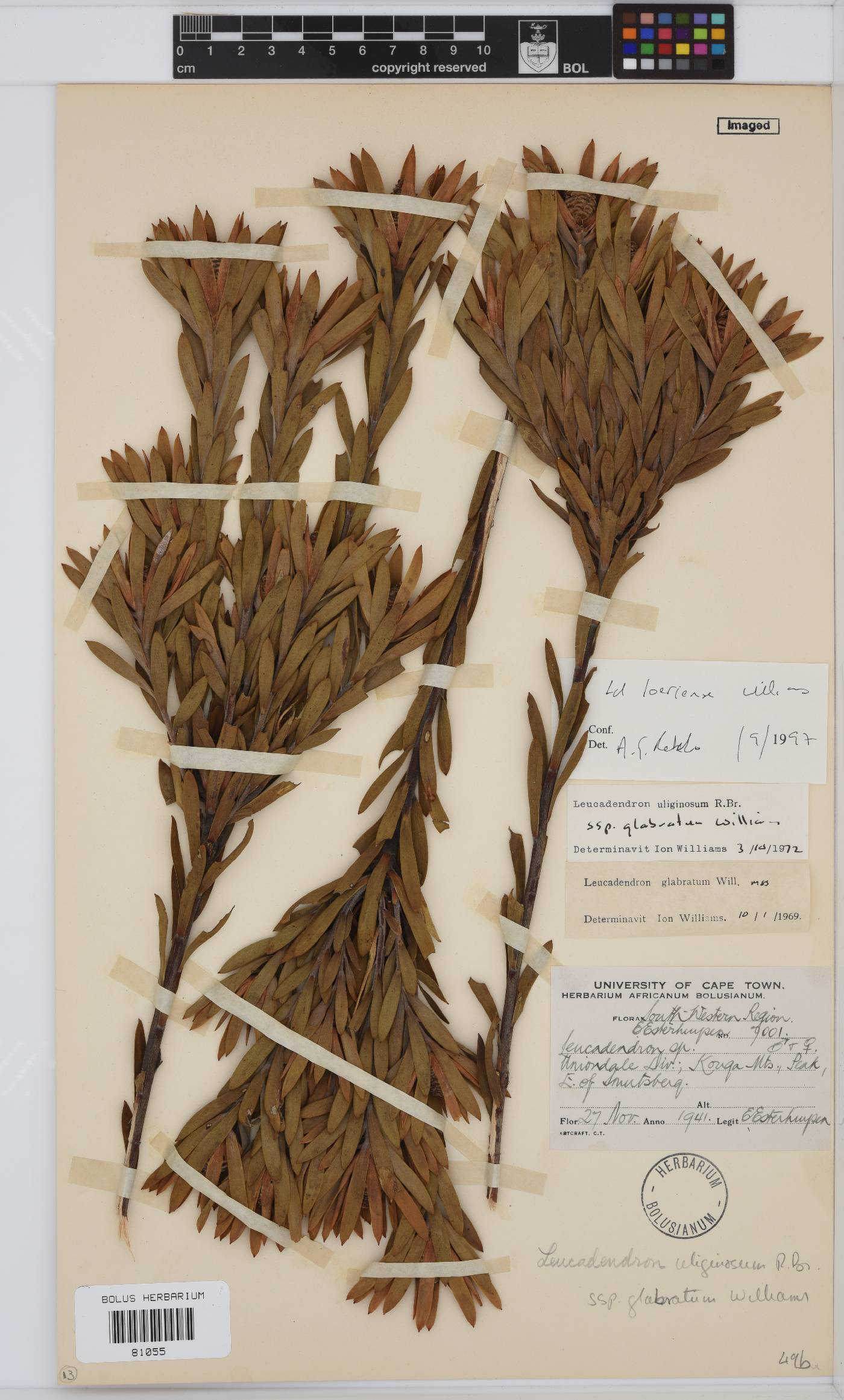 Leucadendron uliginosum subsp. glabratum image