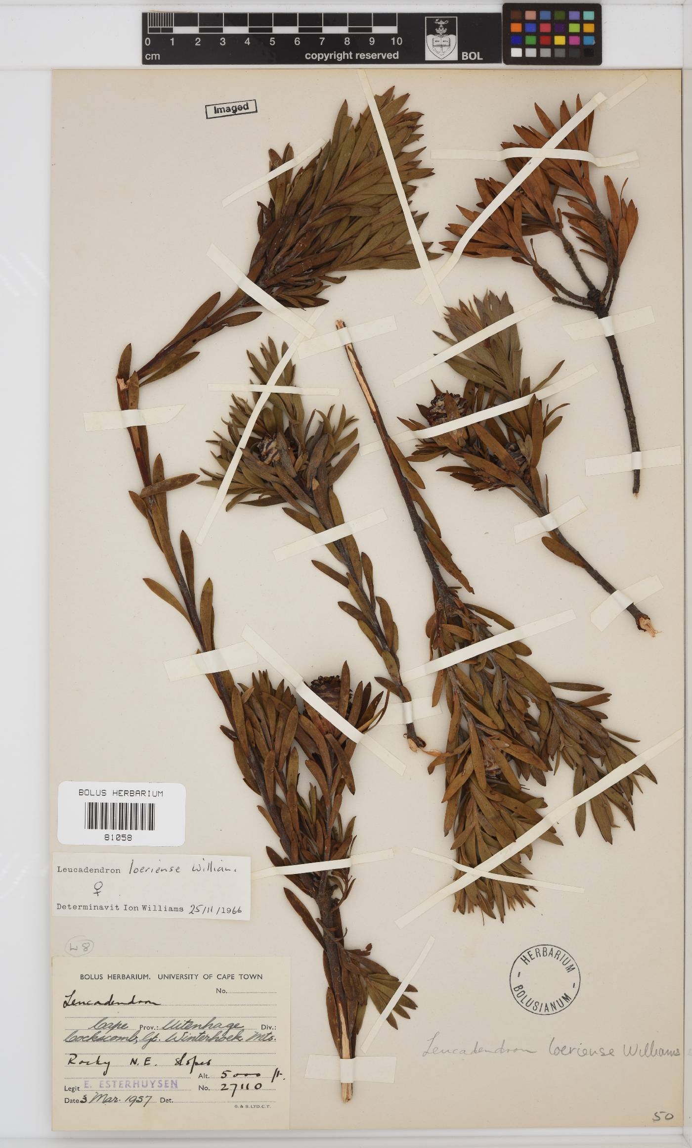 Leucadendron loeriense image