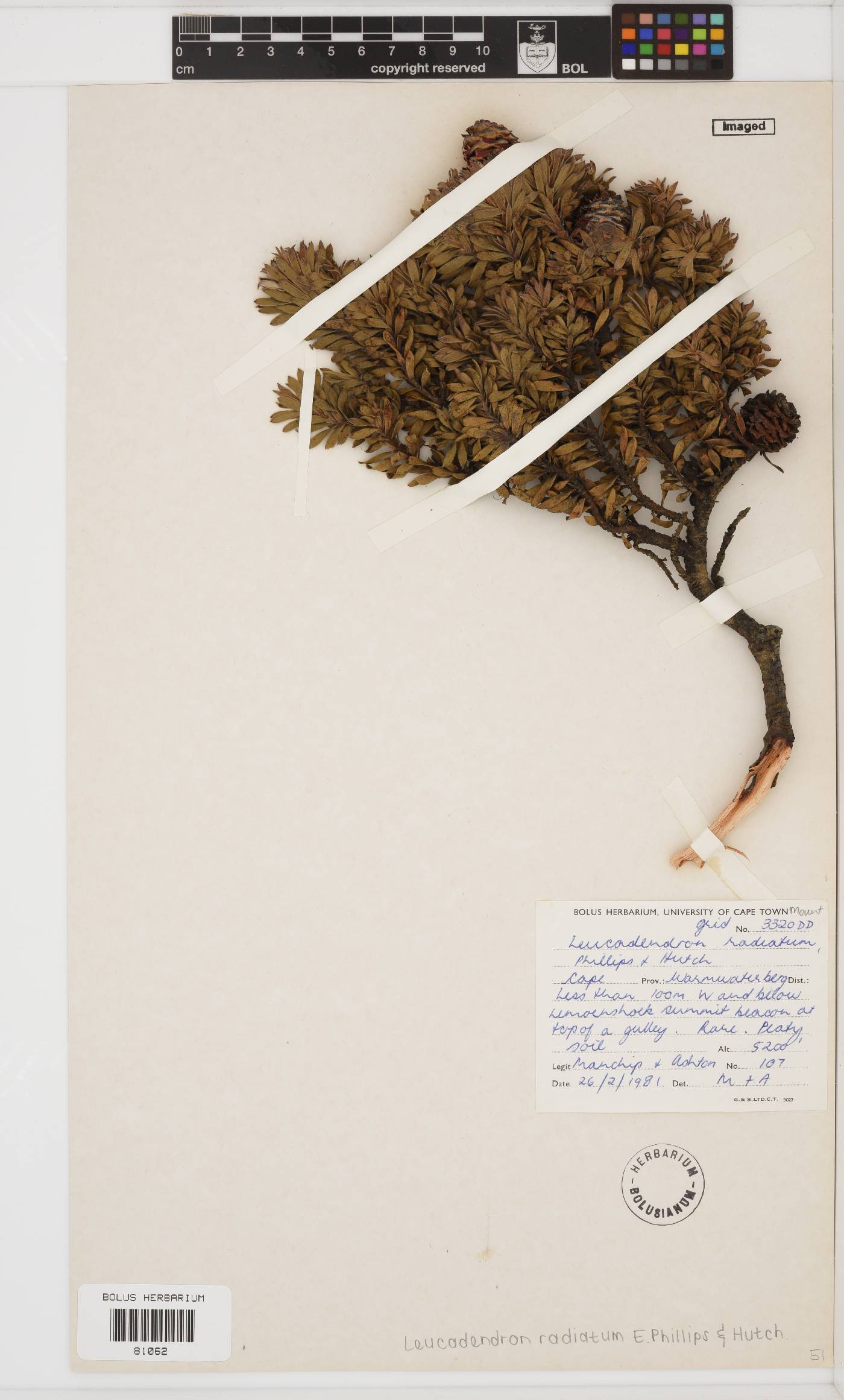 Leucadendron radiatum image
