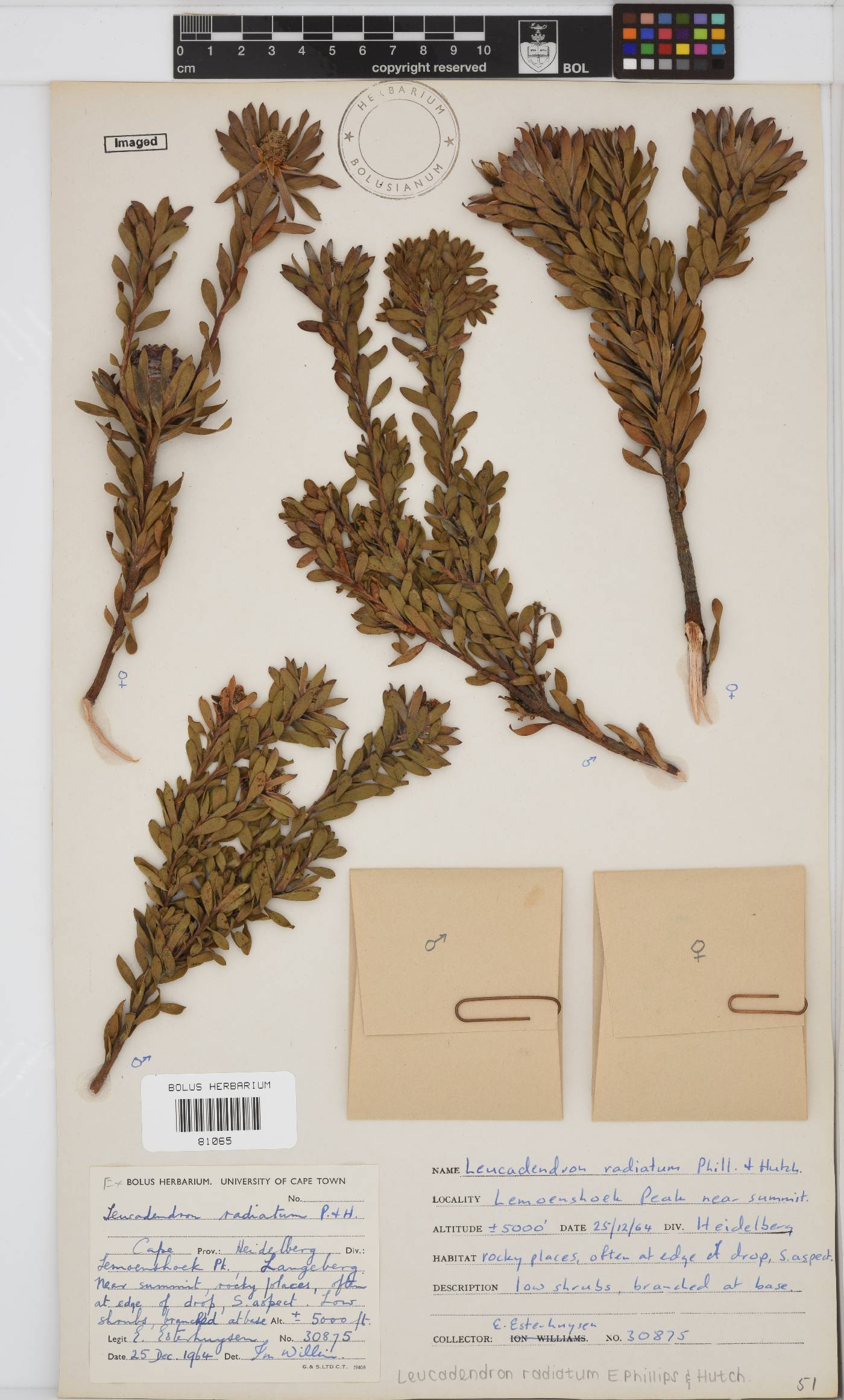 Leucadendron radiatum image