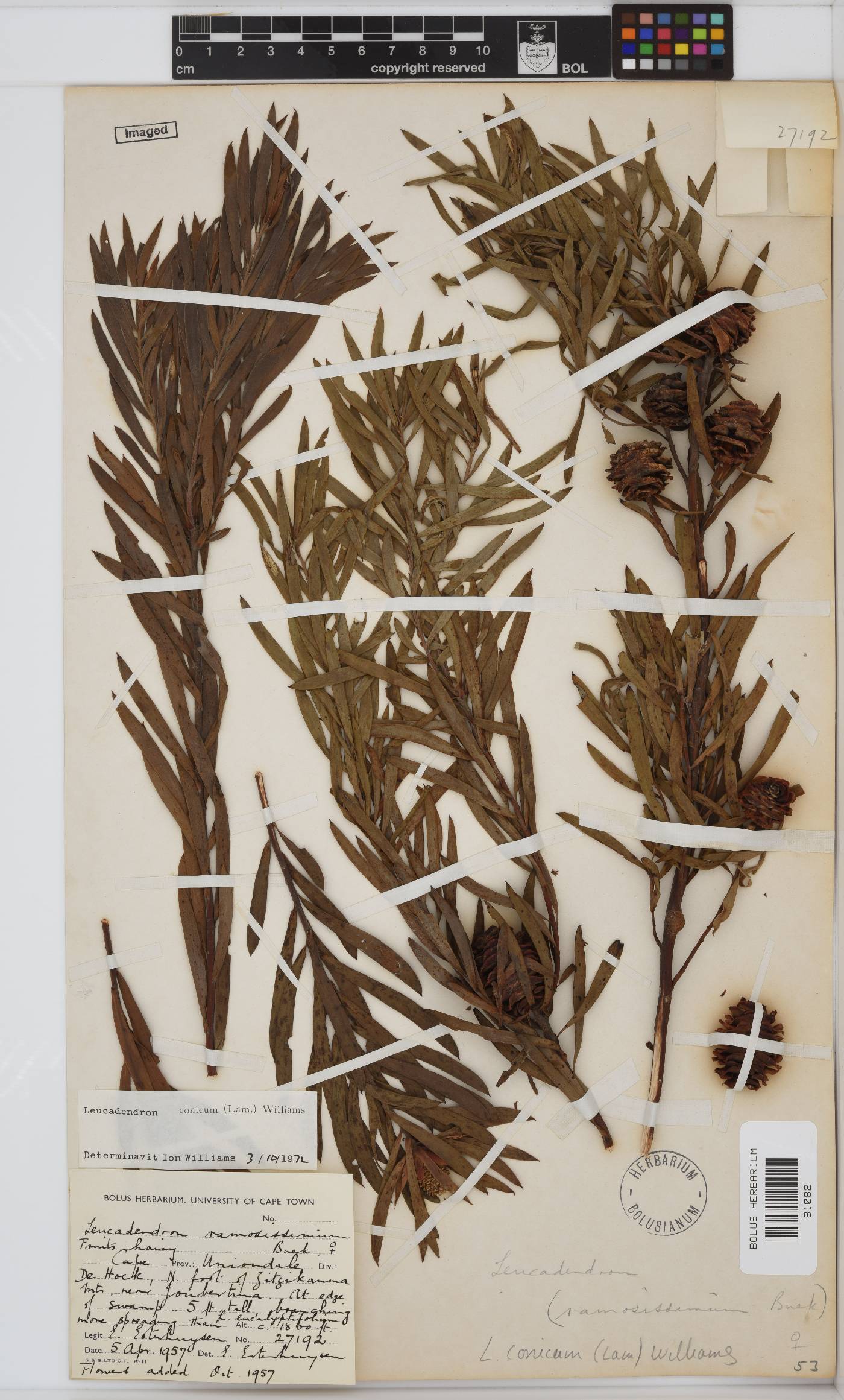 Leucadendron conicum image