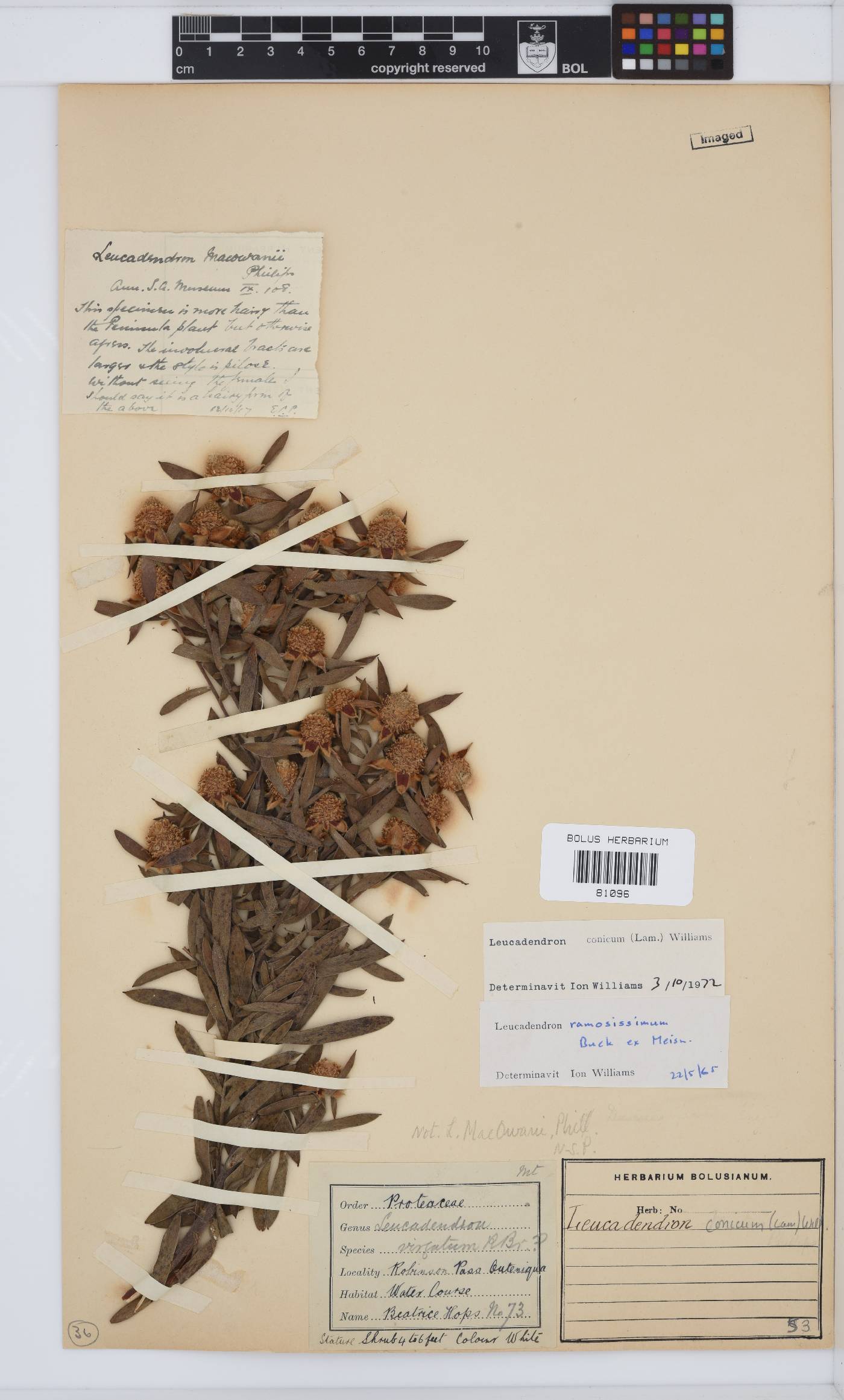 Leucadendron conicum image