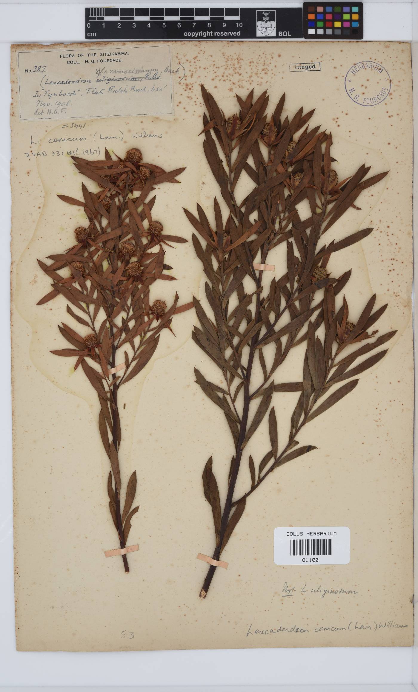 Leucadendron conicum image