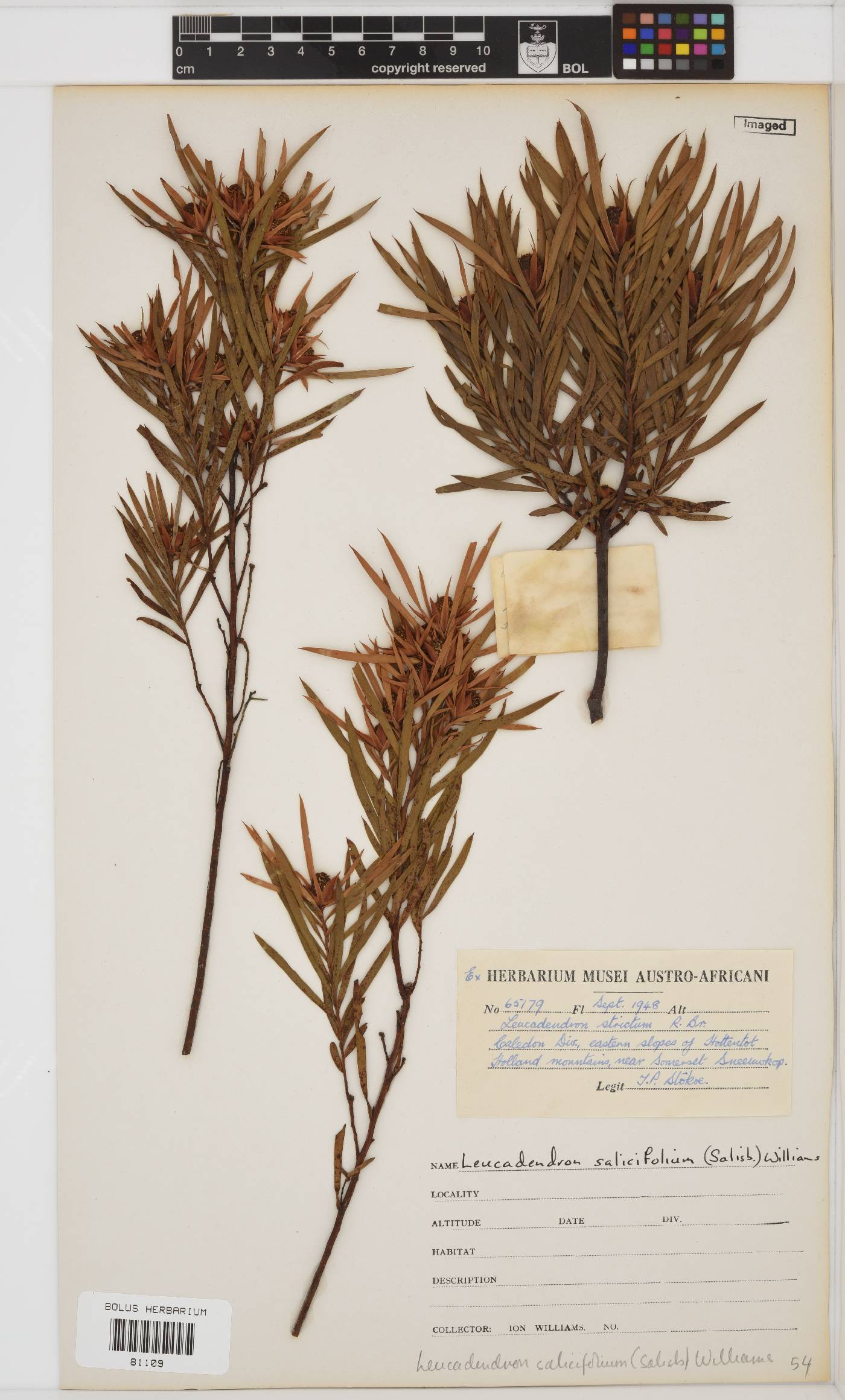Leucadendron image