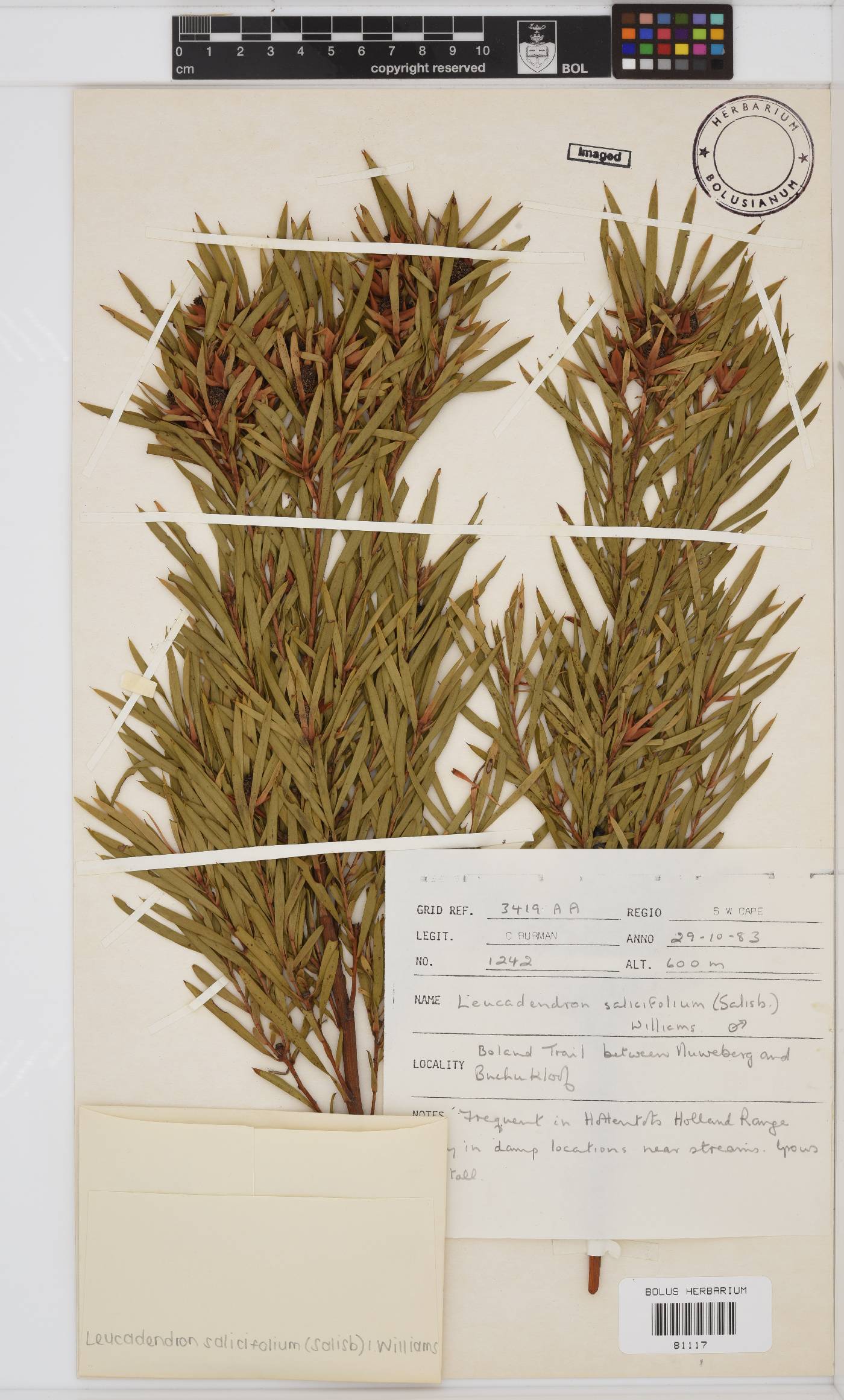 Leucadendron salicifolium image