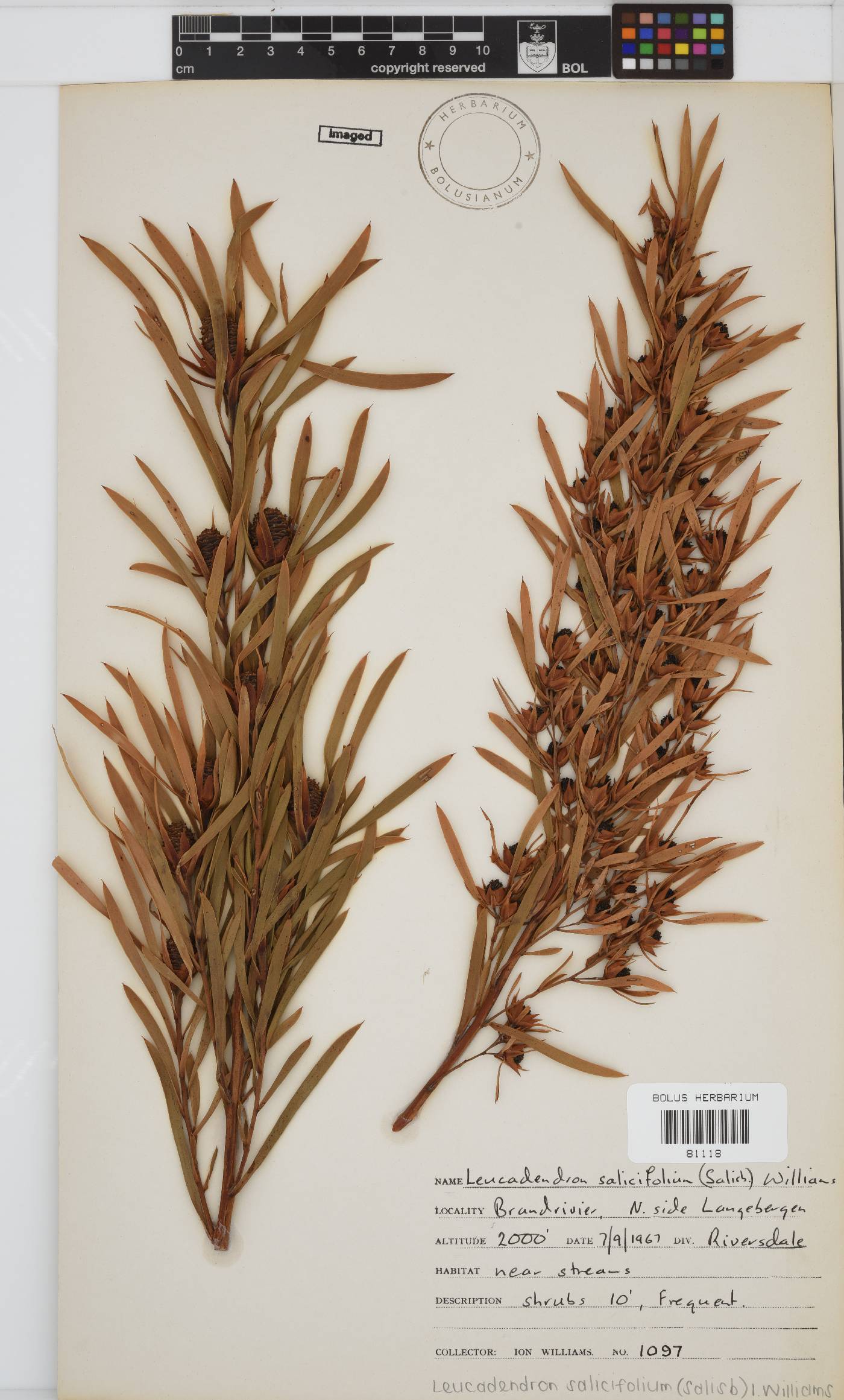 Leucadendron salicifolium image