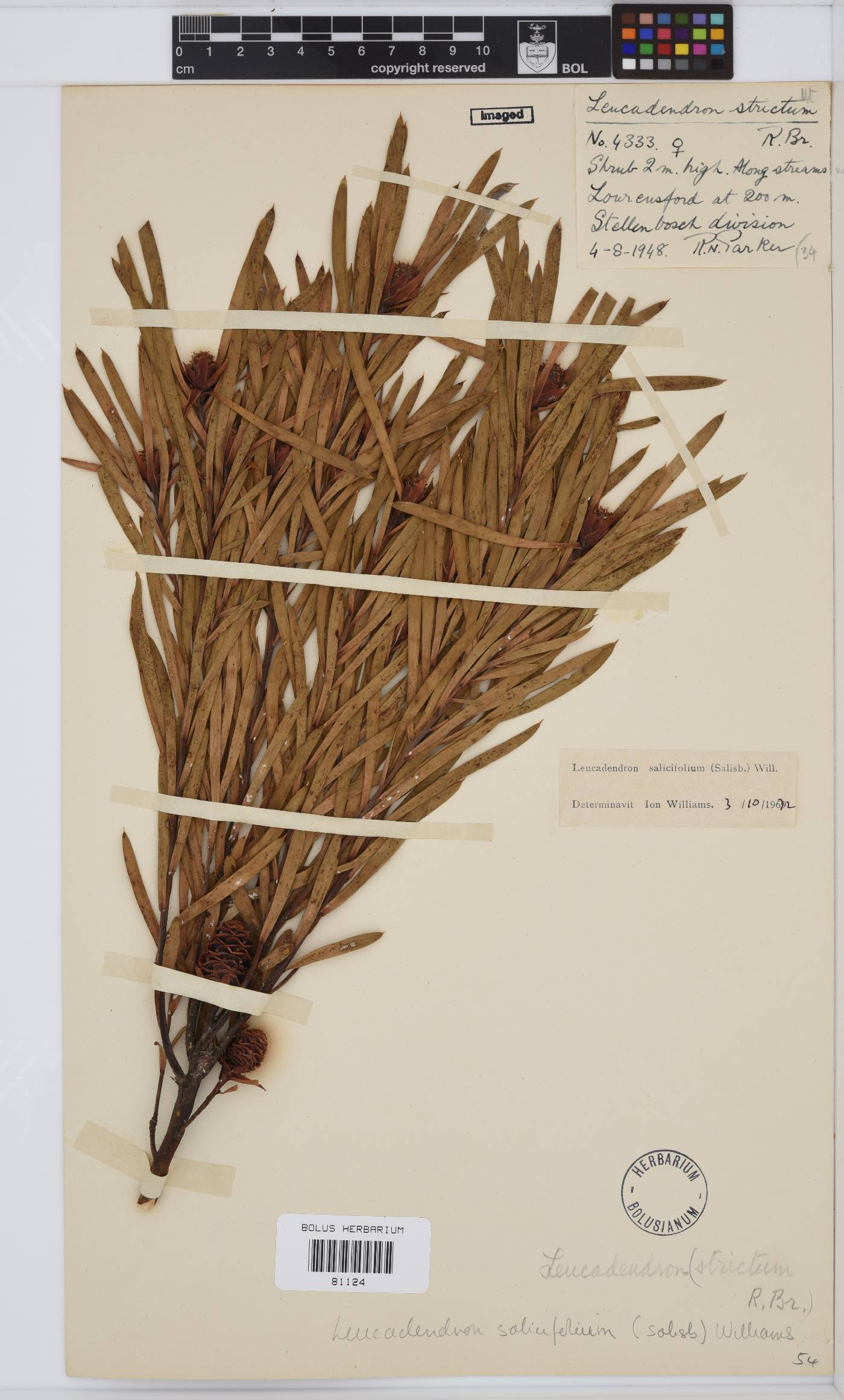 Leucadendron salicifolium image