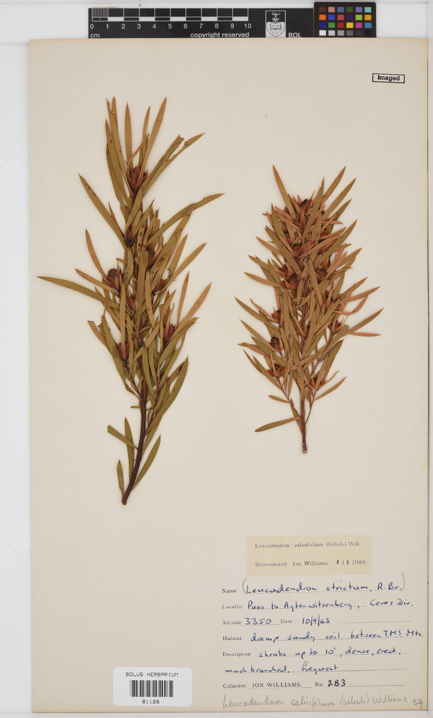 Leucadendron salicifolium image