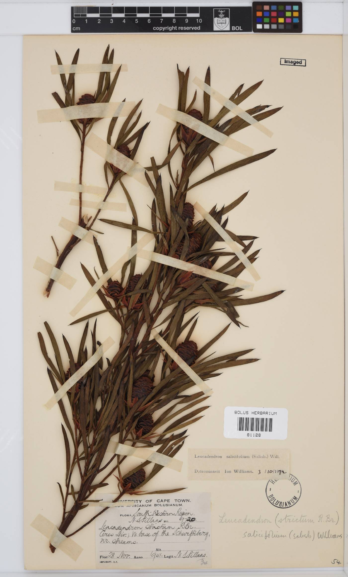 Leucadendron salicifolium image