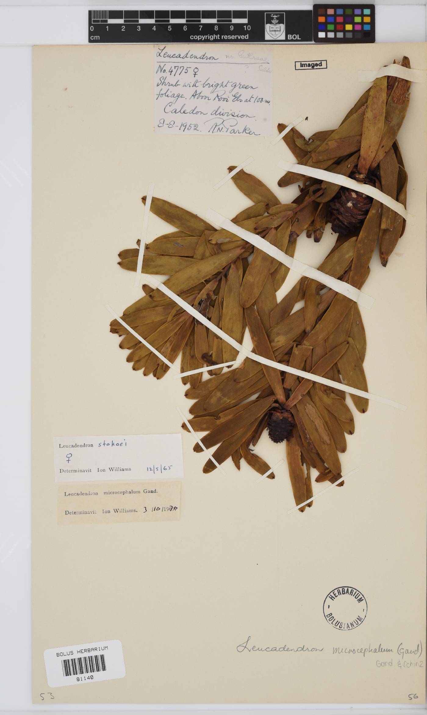 Leucadendron microcephalum image