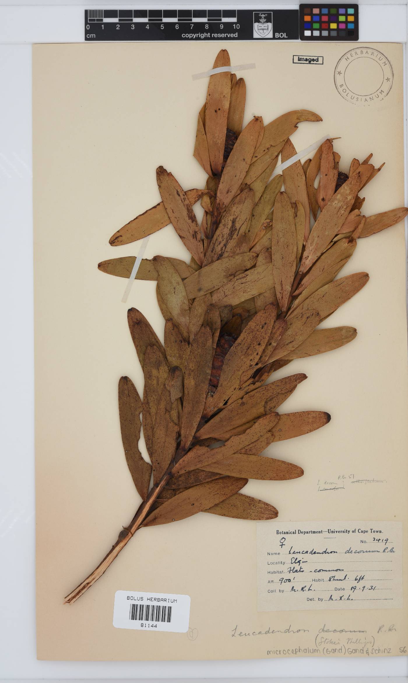 Leucadendron microcephalum image