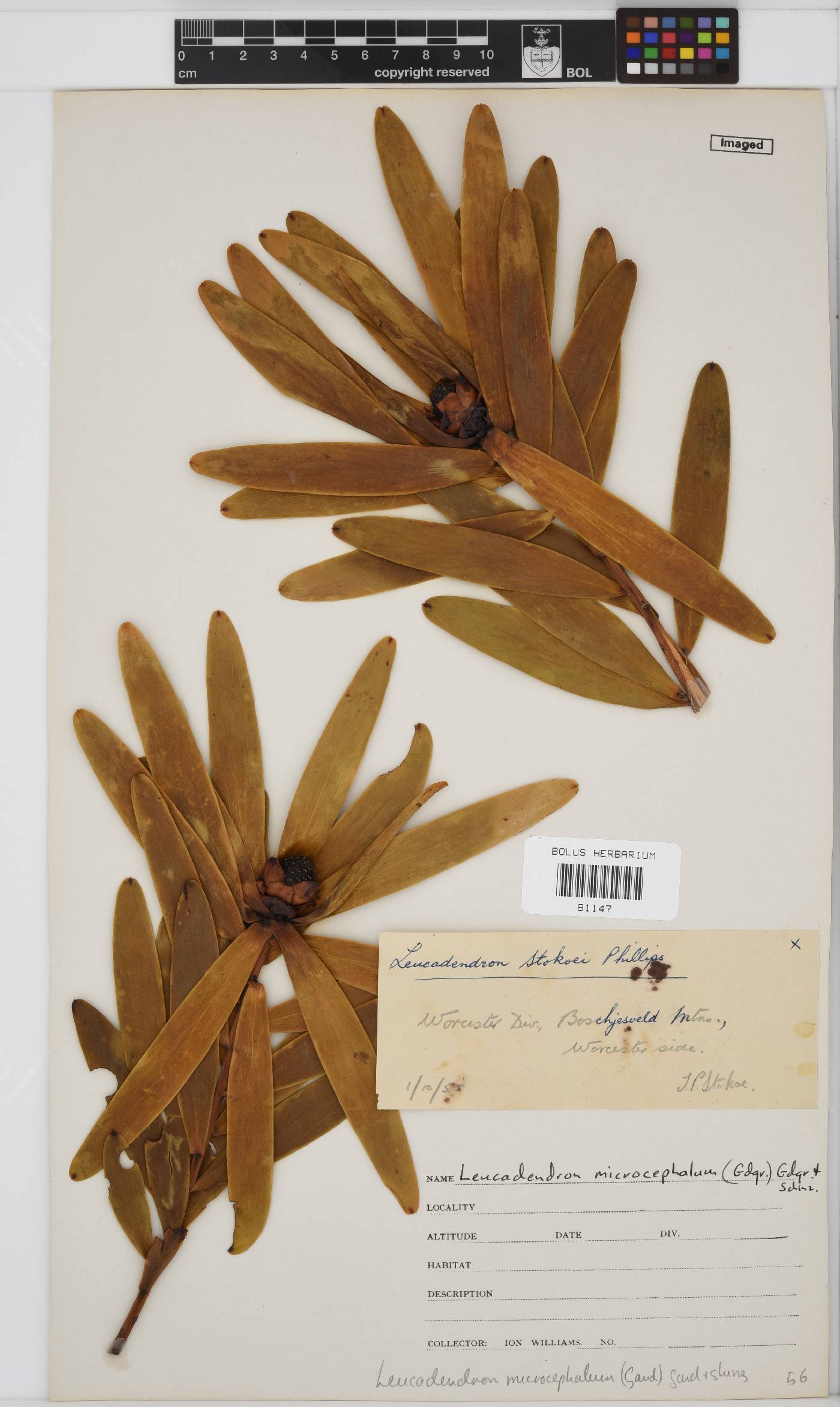 Leucadendron microcephalum image