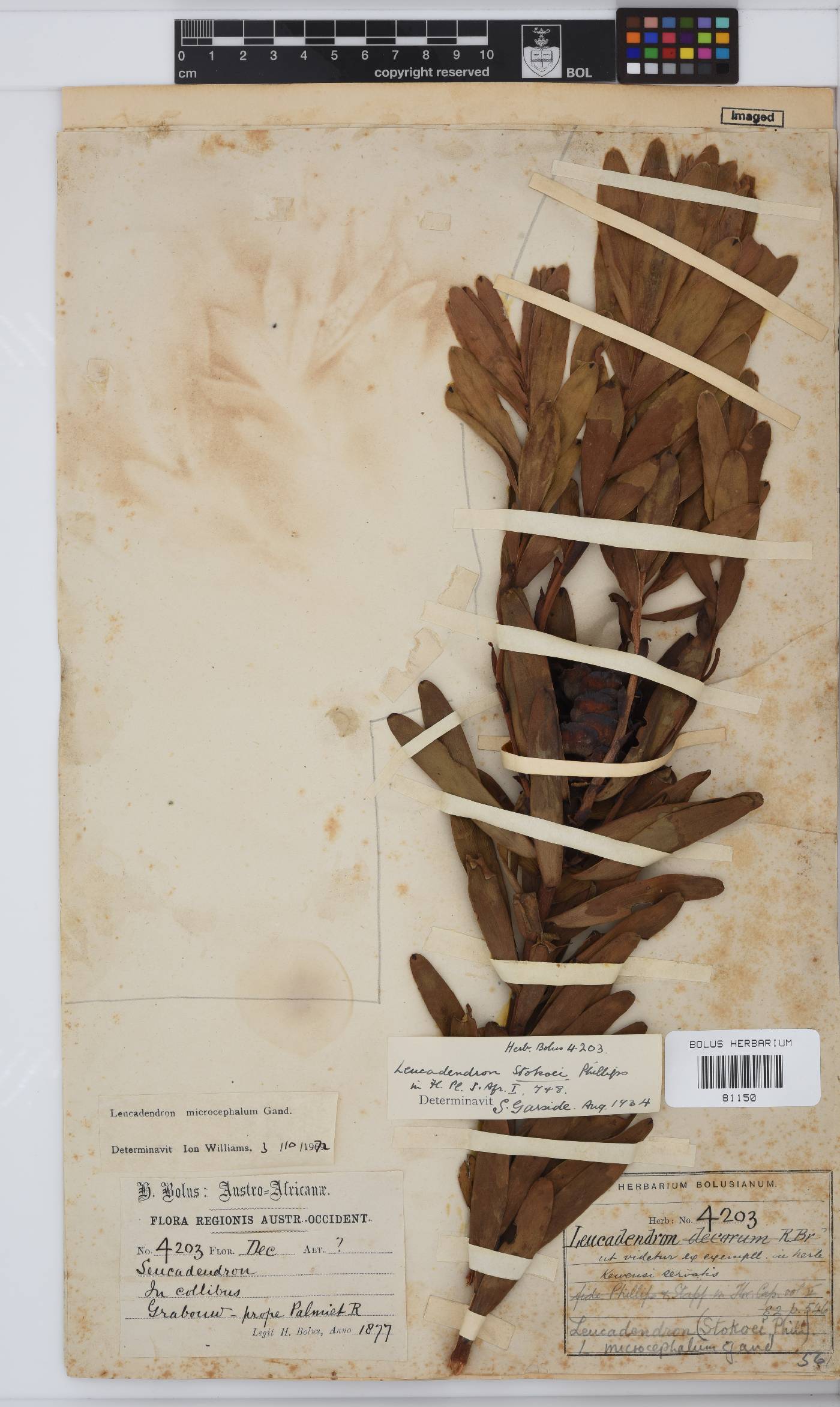Leucadendron microcephalum image