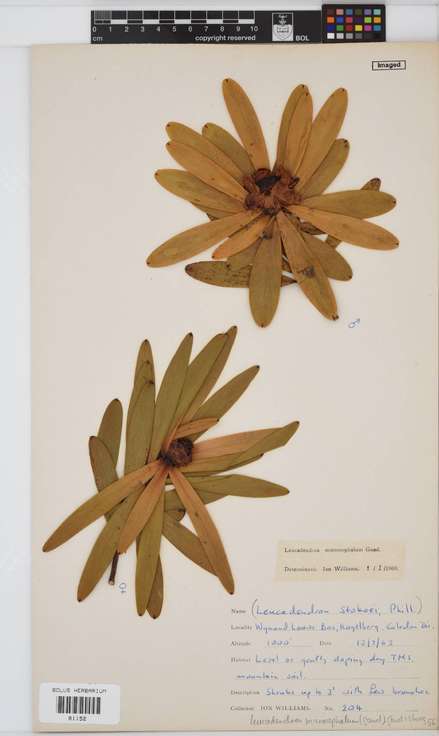 Leucadendron microcephalum image