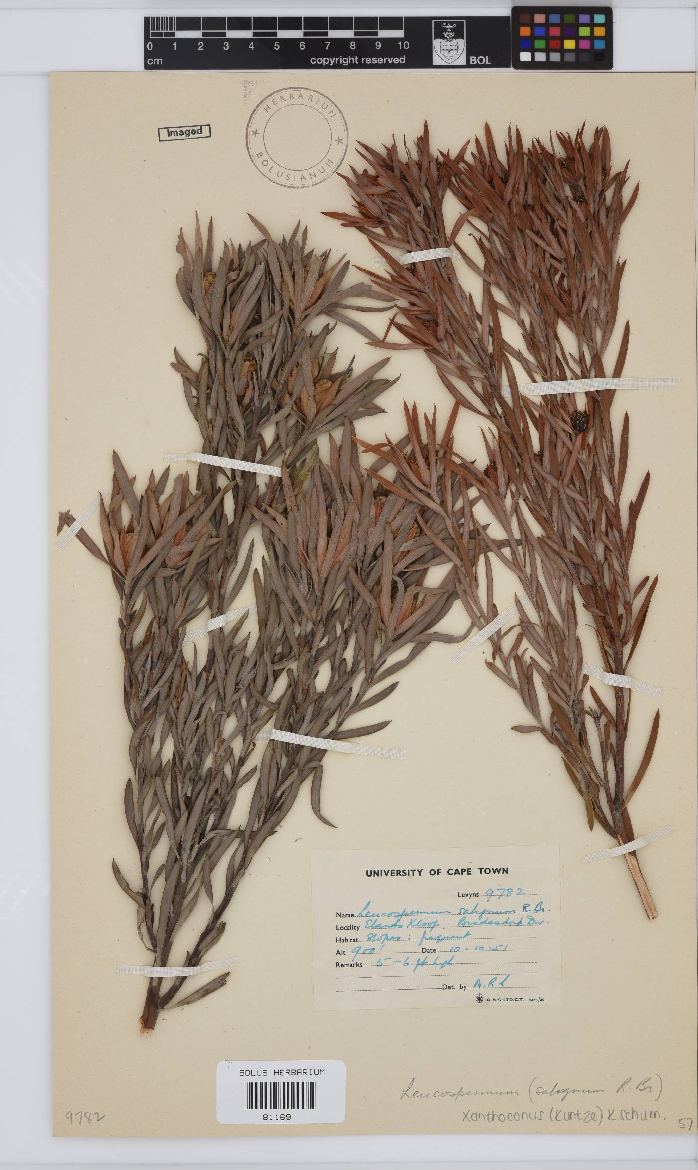 Leucadendron xanthoconus image