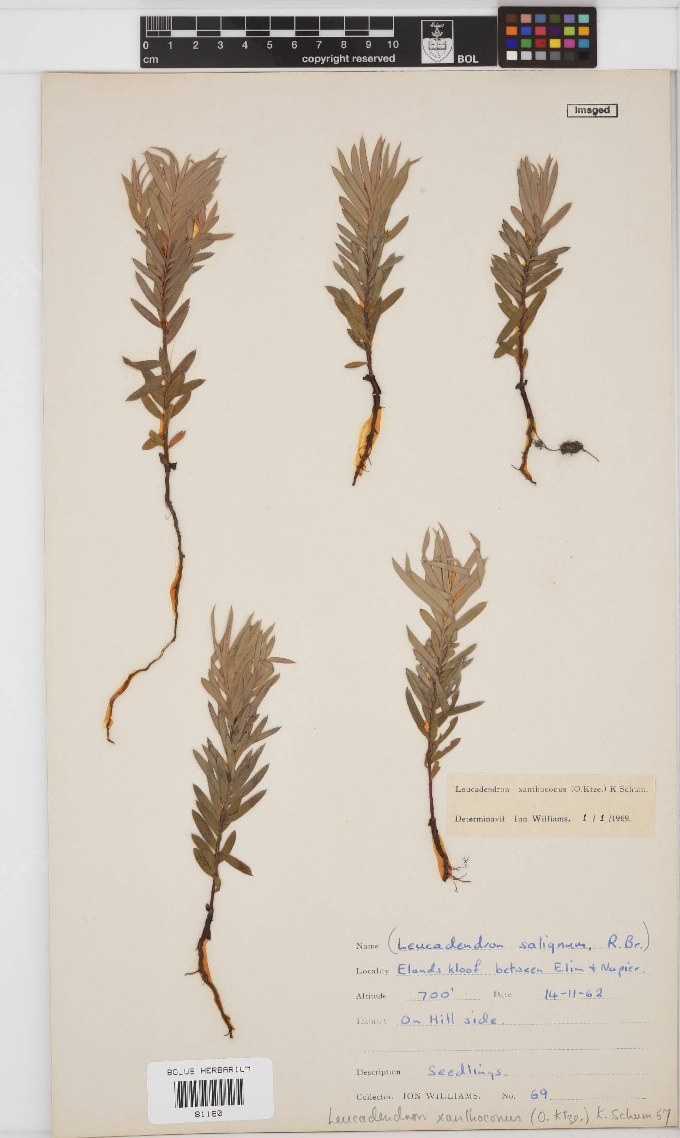 Leucadendron xanthoconus image